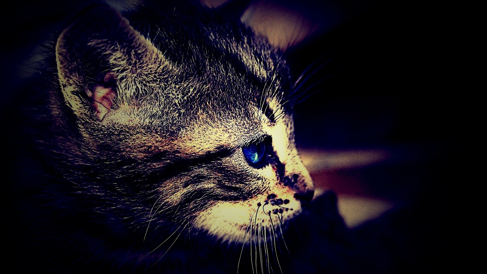 Котенок с голубыми глазами обои