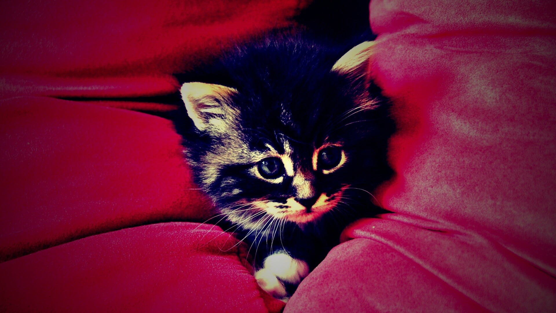 Котенок в подушках обои