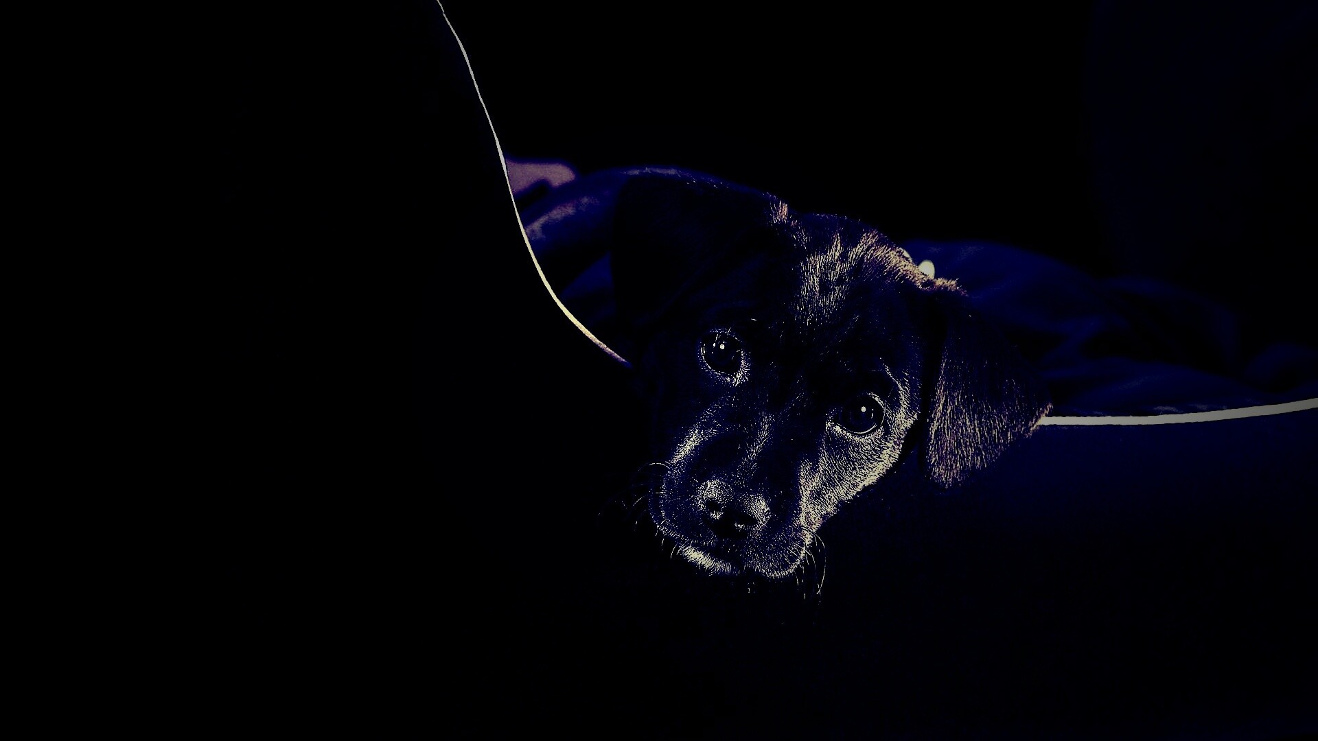 Собачка в сумке обои