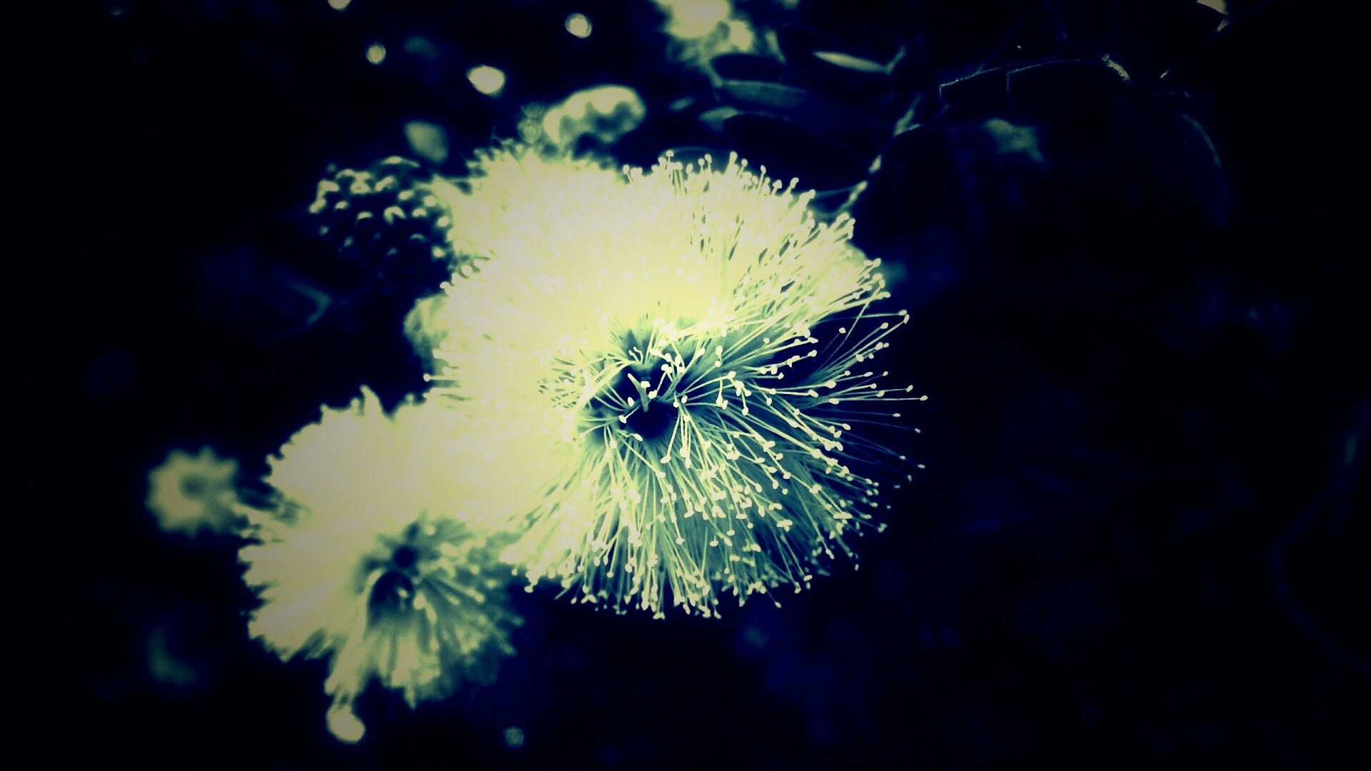 Сказочный цветок обои