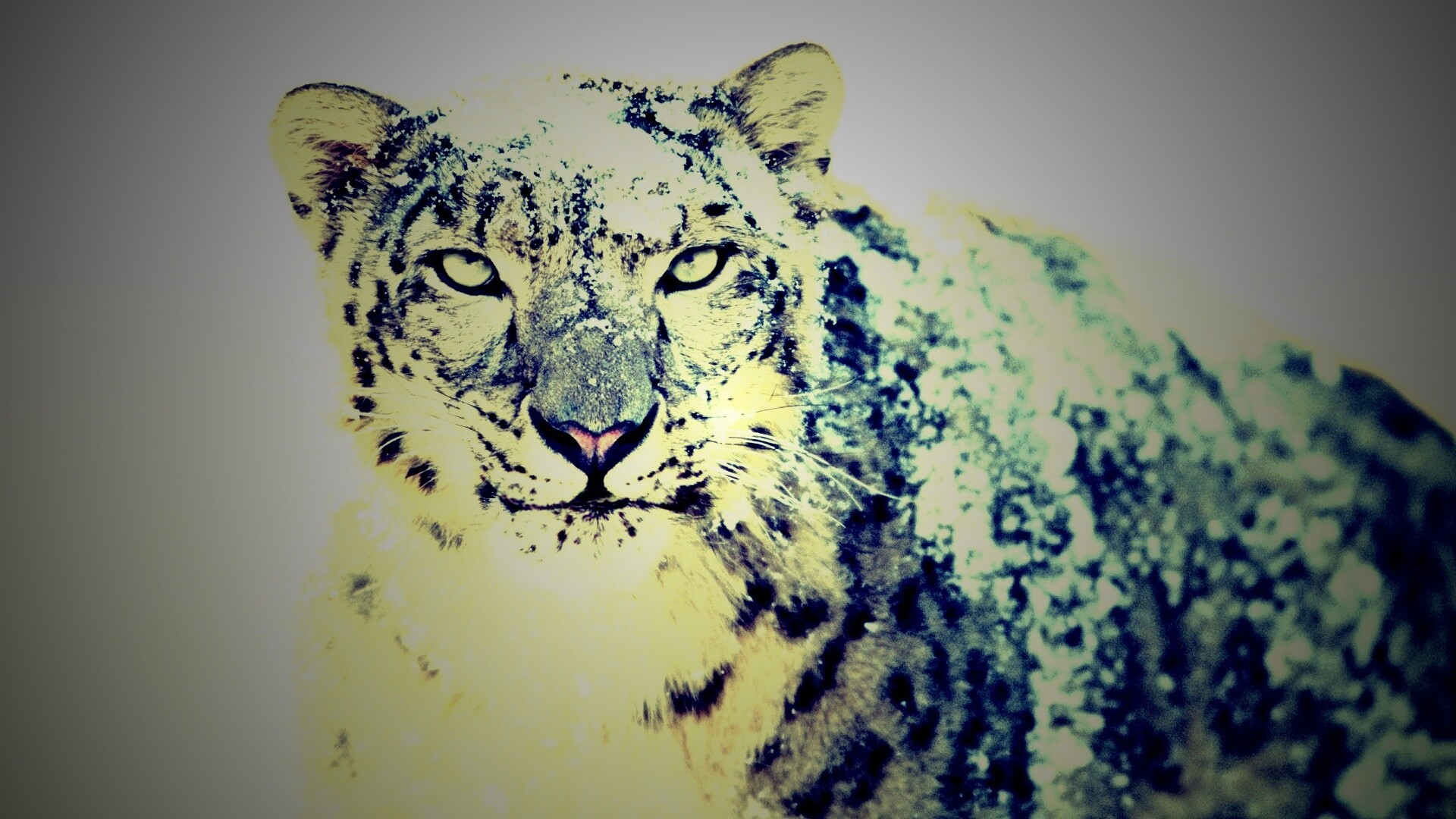 Снежный леопард обои