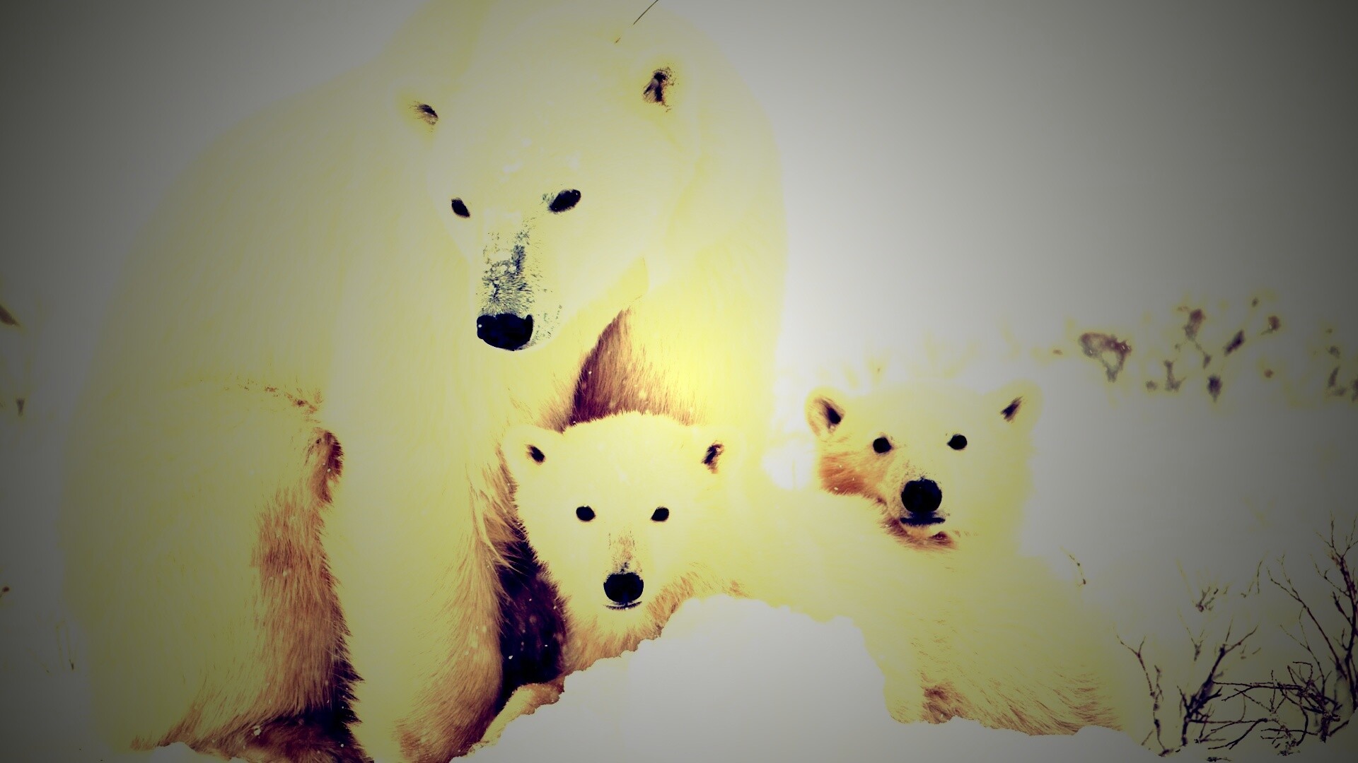 Белые медведи обои