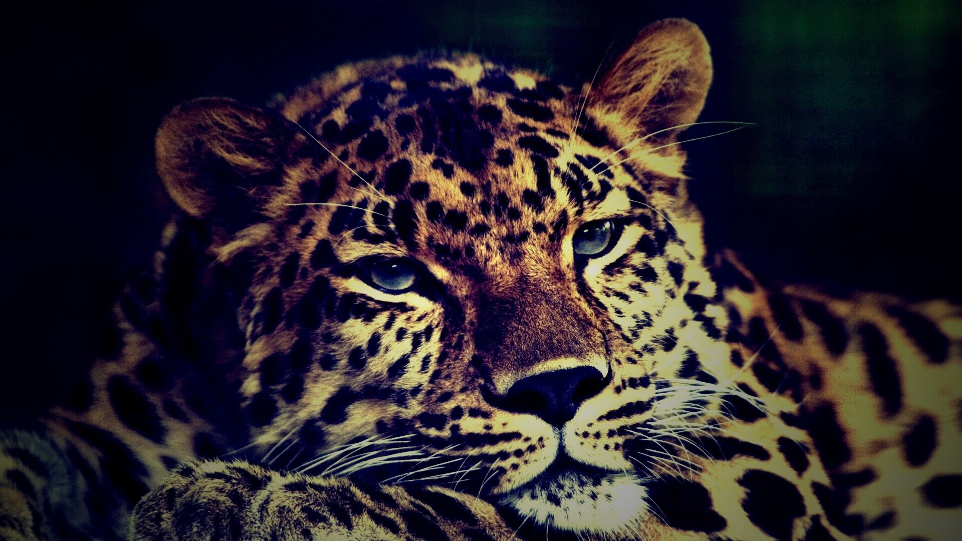 Злопасный ягуляр обои