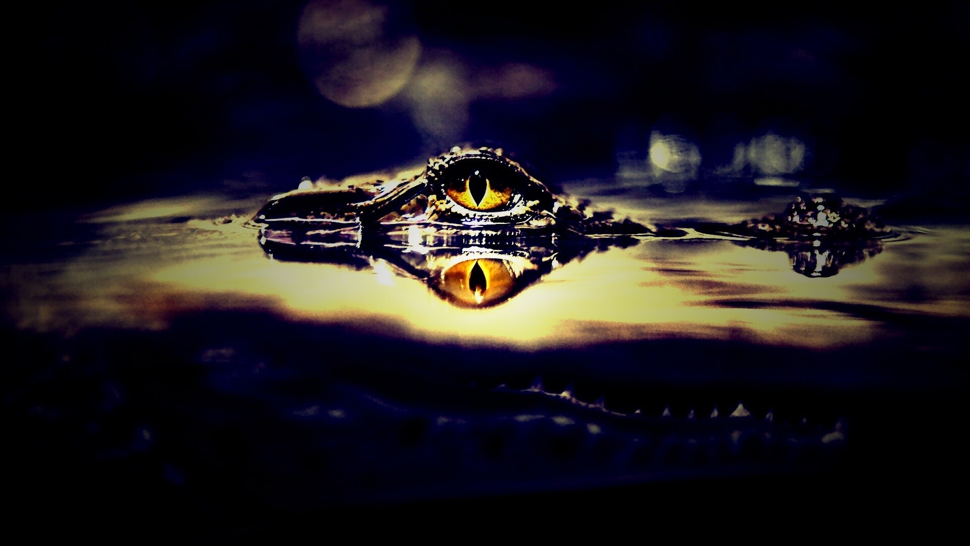 Глаз крокодила обои