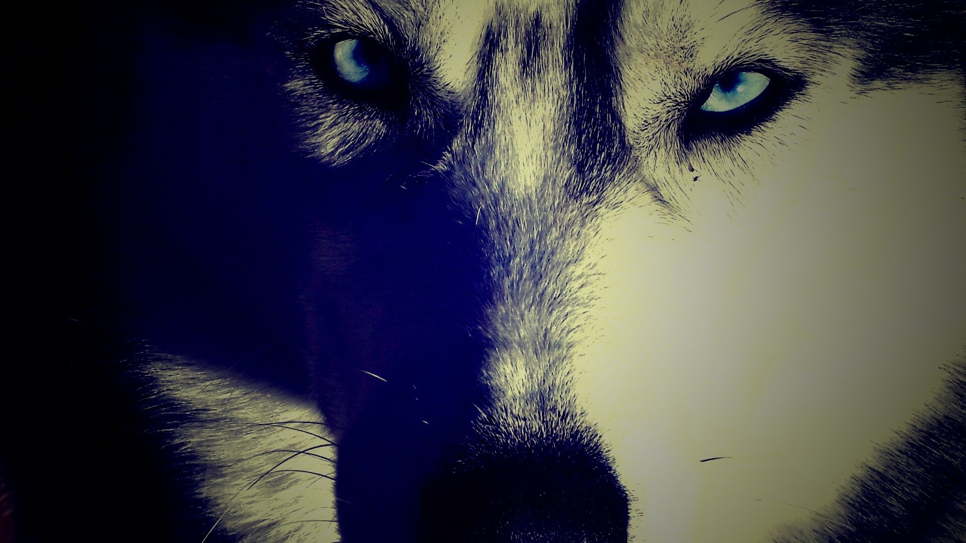 Собака с голубыми глазами обои