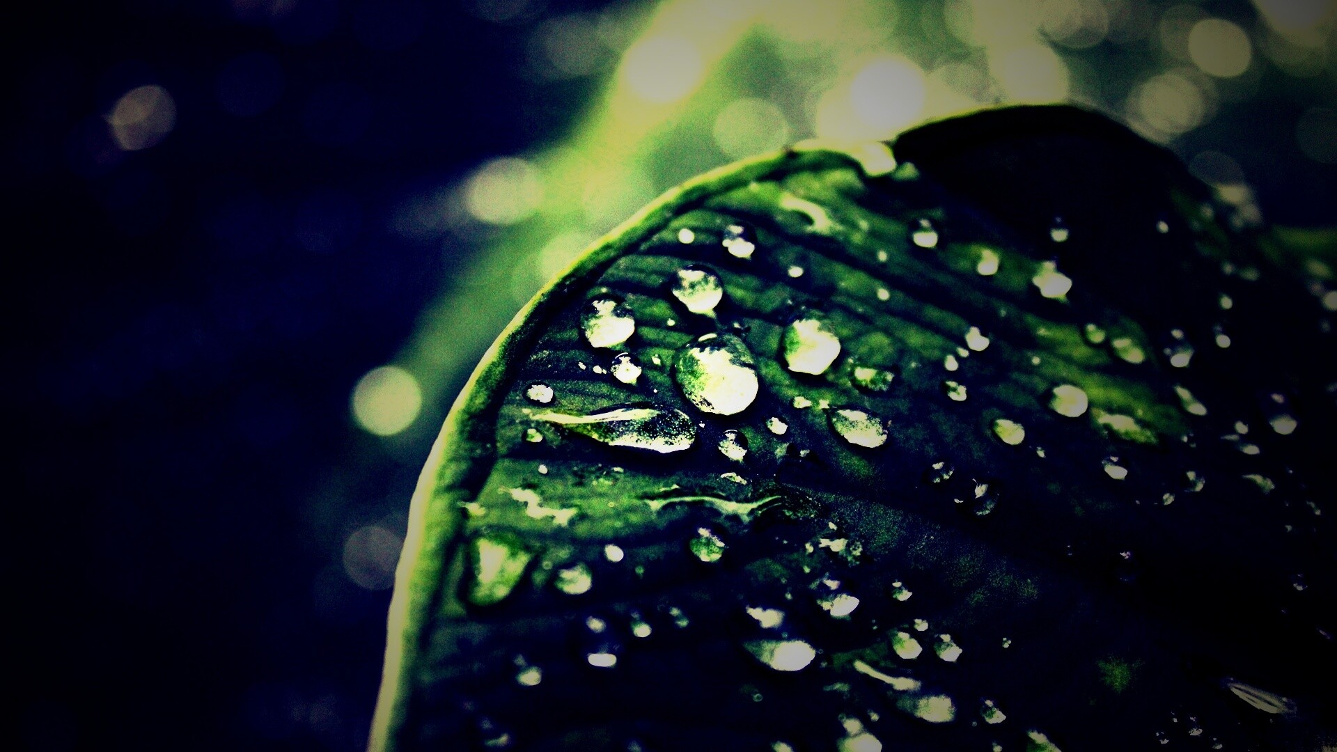 Роса на листке обои