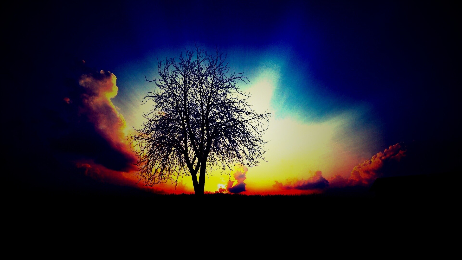 Дерево на закате обои