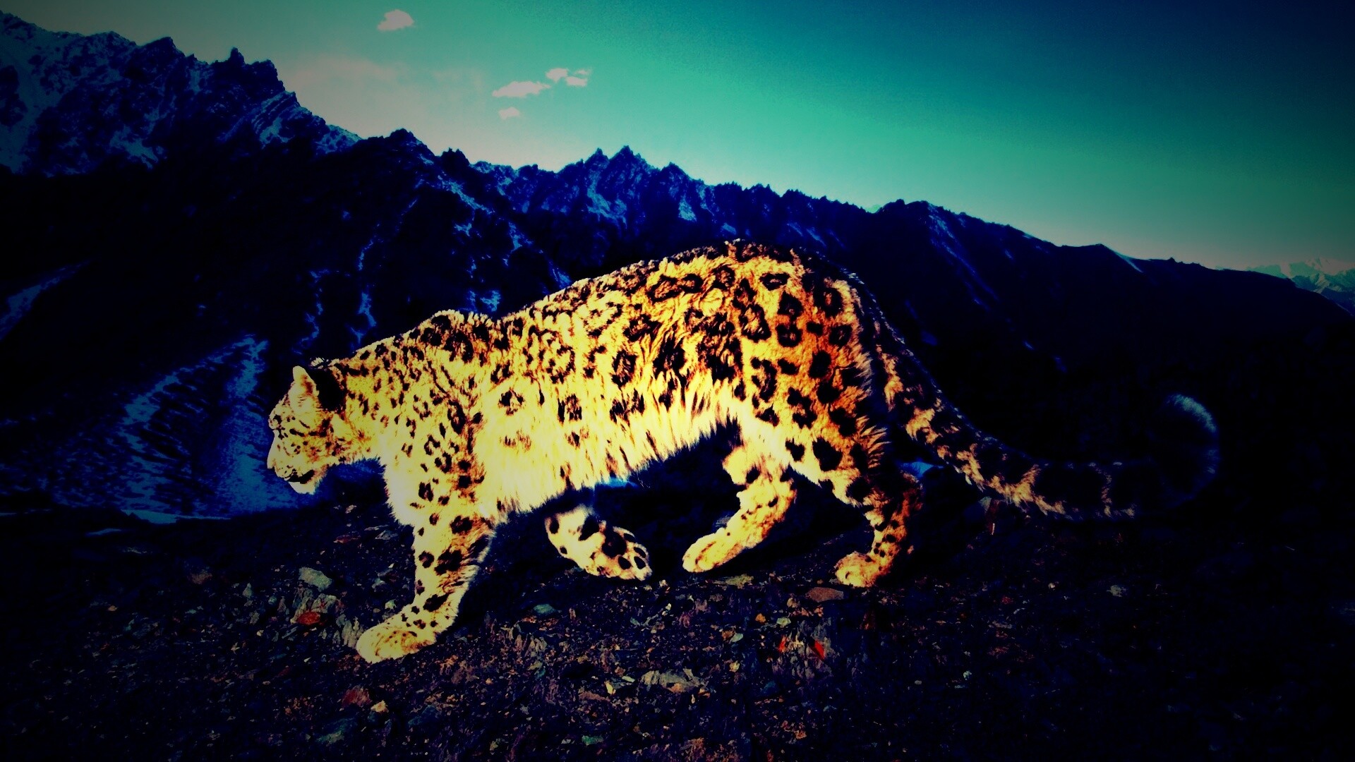 Леопард обои