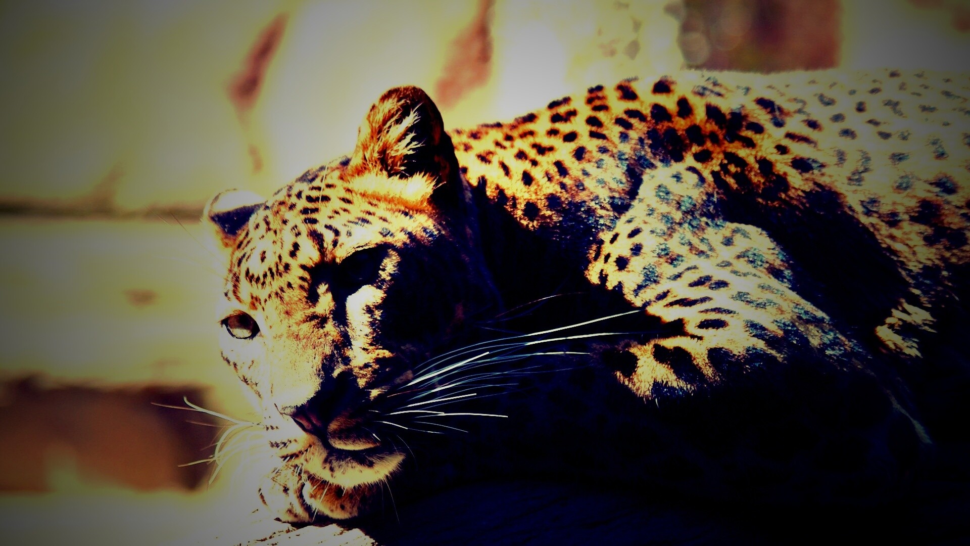 Отдых леопарда обои