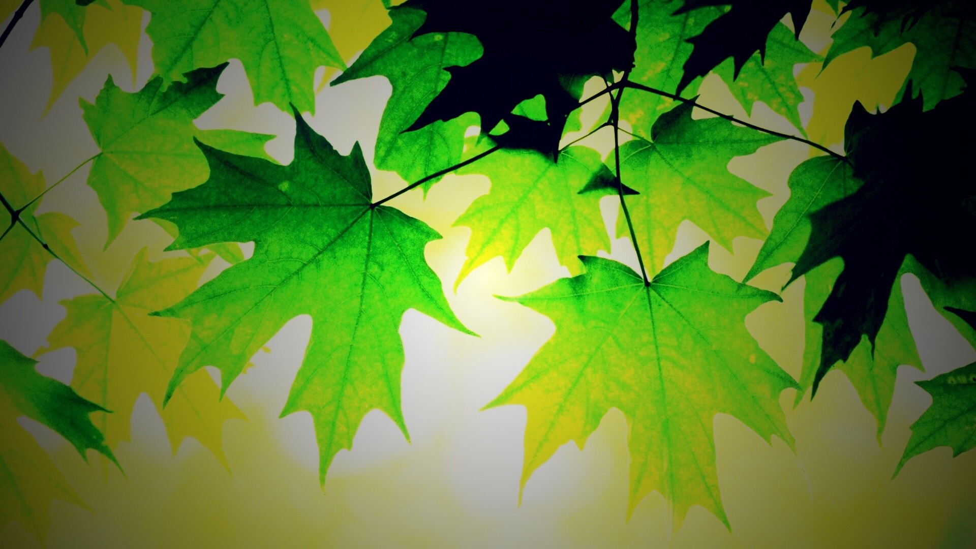 Кленовые листья обои