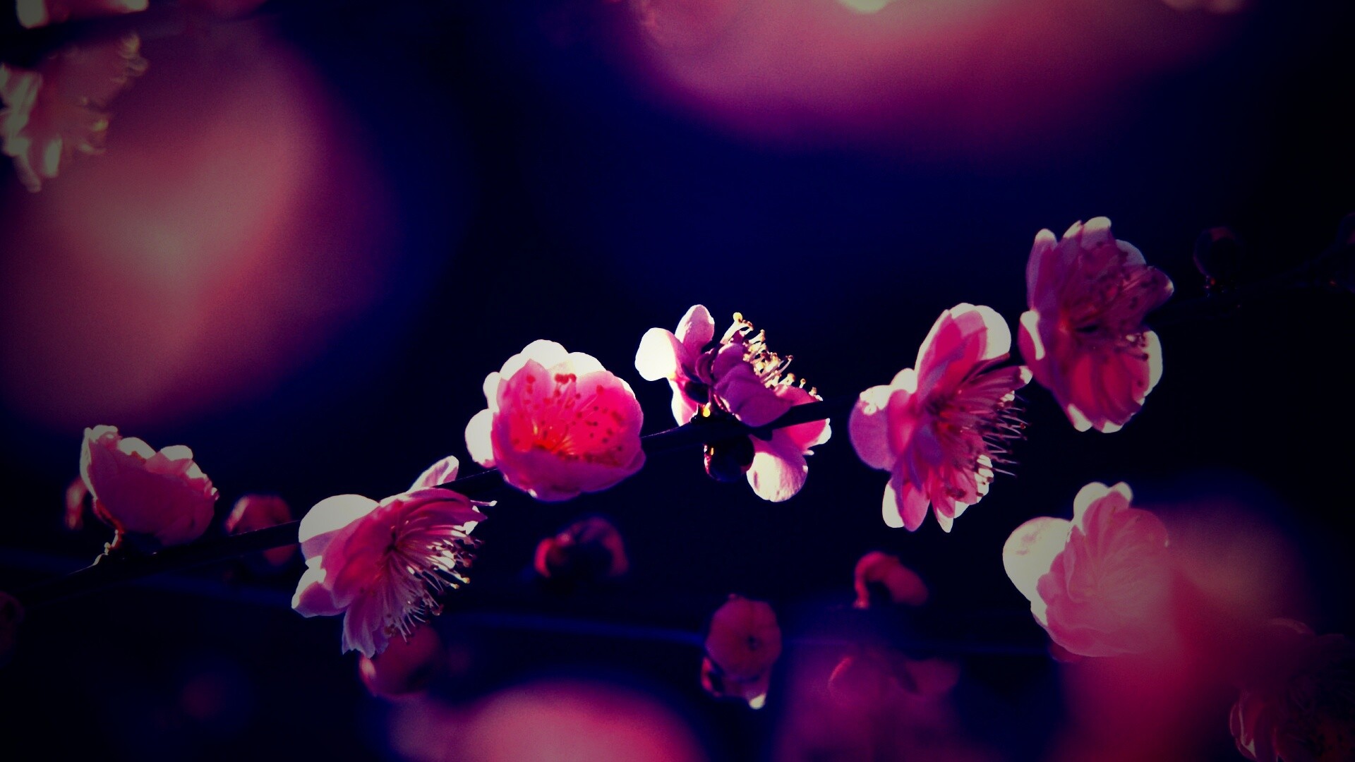 Цветущая вишня обои