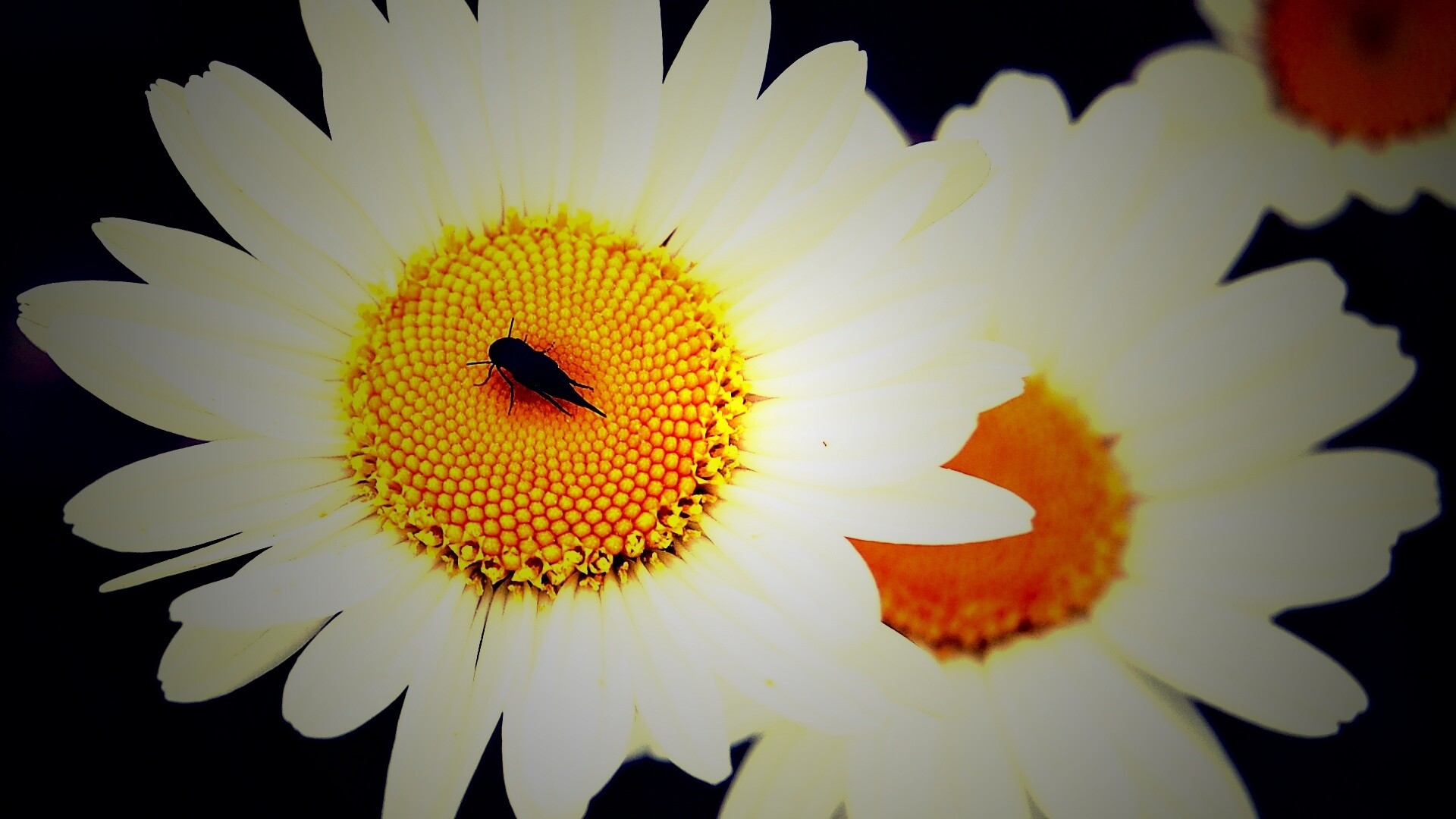 Ромашки обои