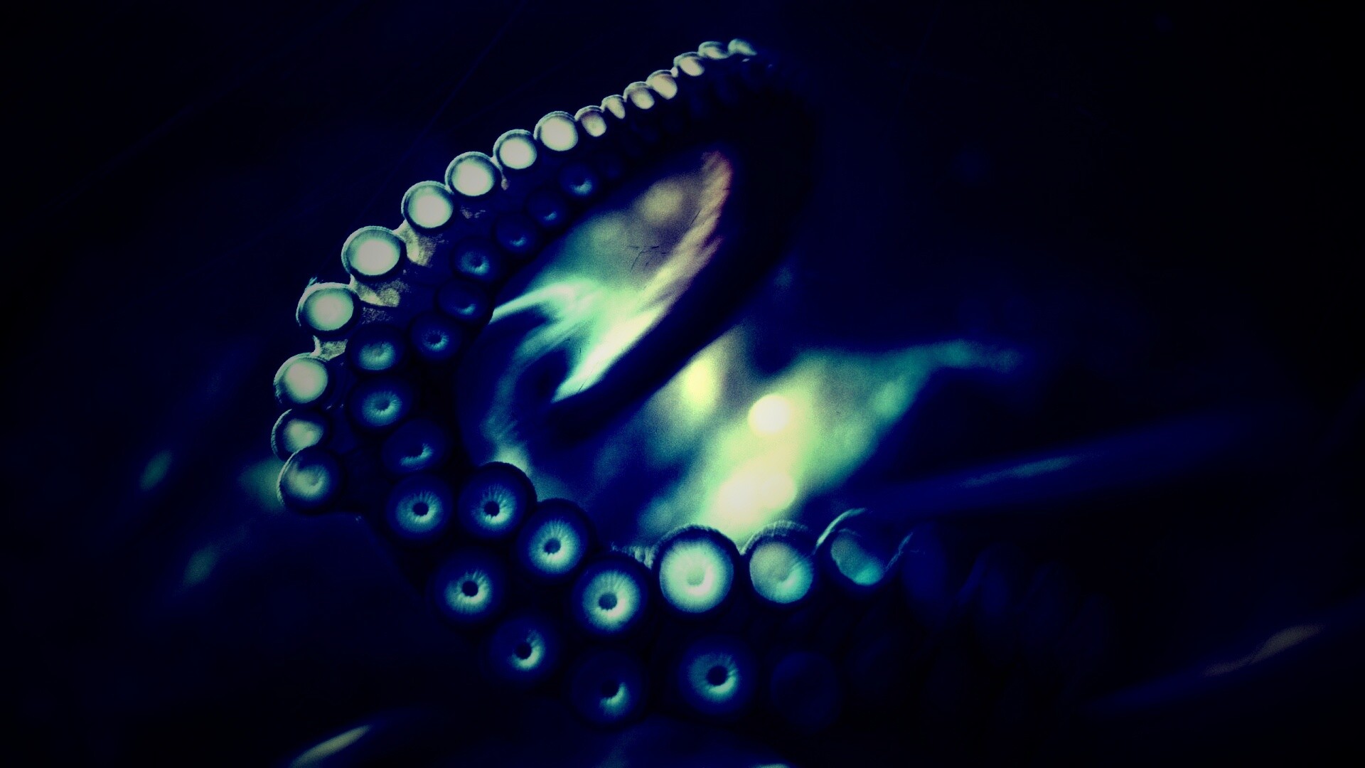 Щупальце обои