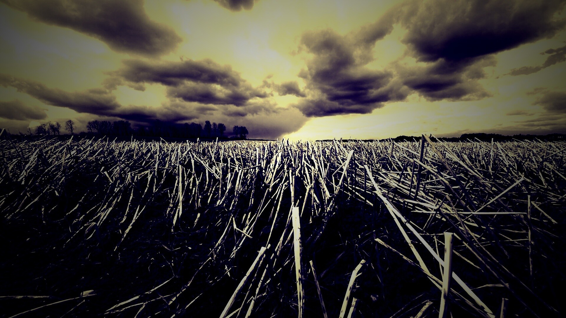 Убранное поле обои