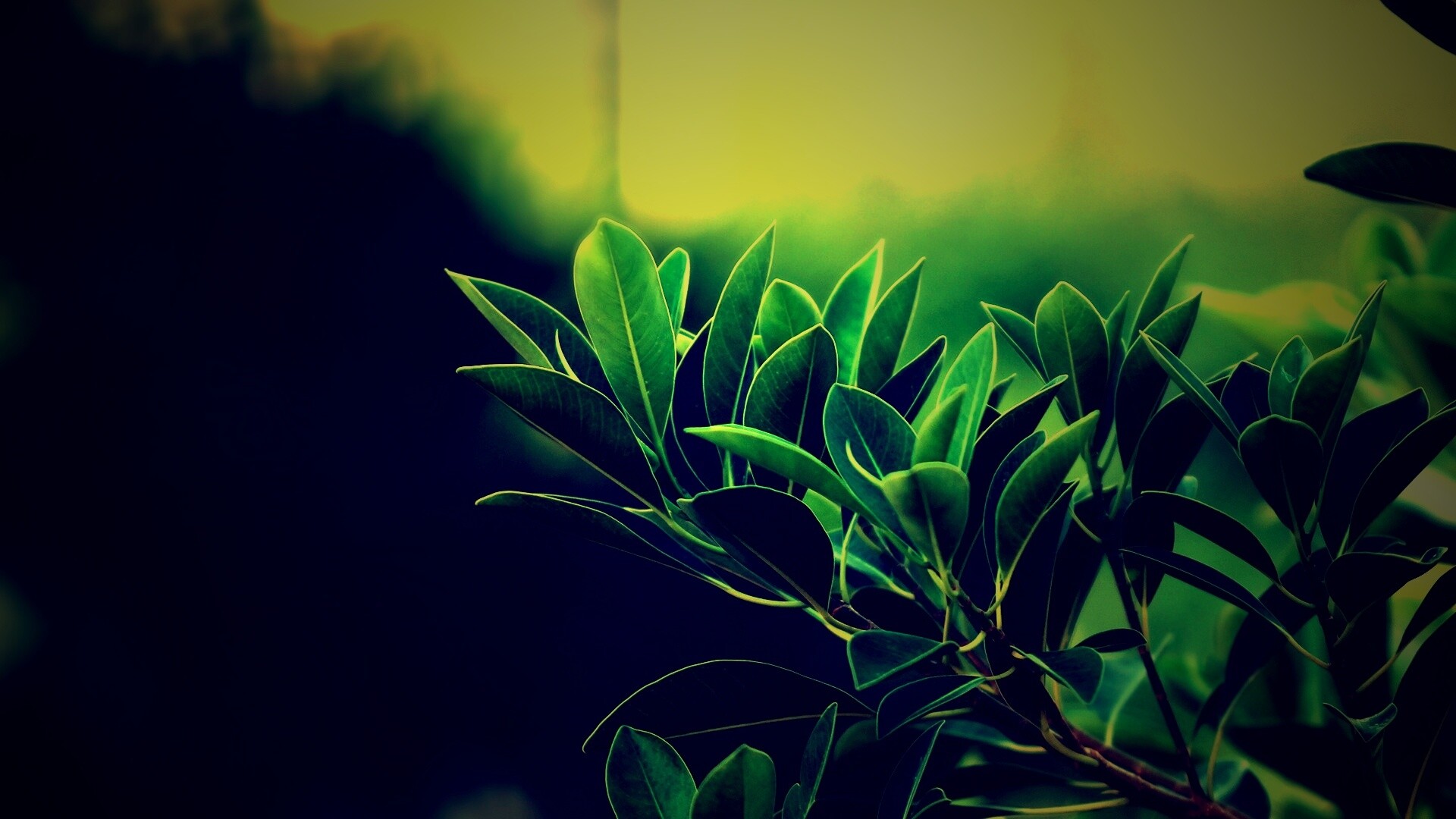 Листья обои