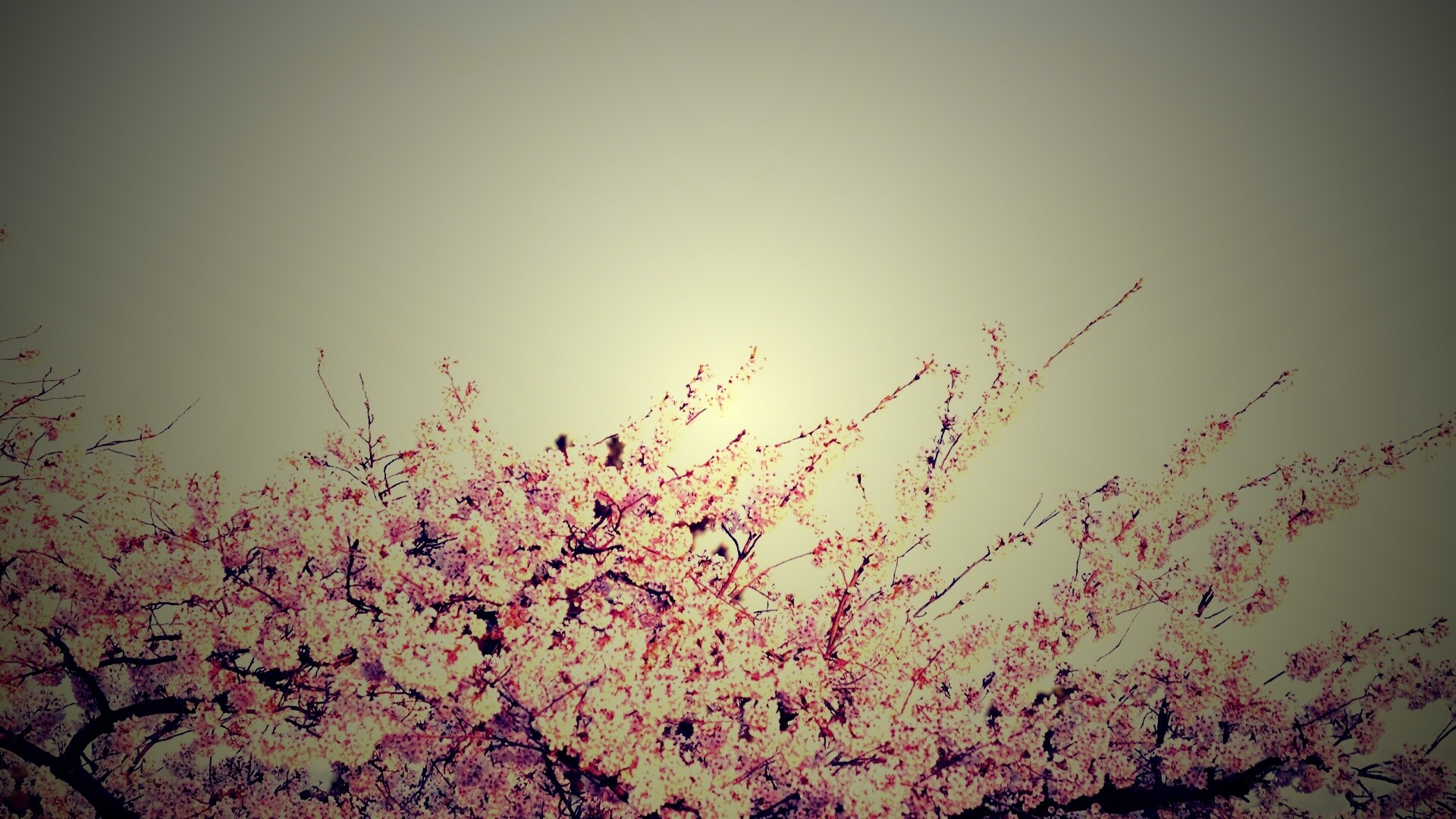 Цветение вишни в горах обои