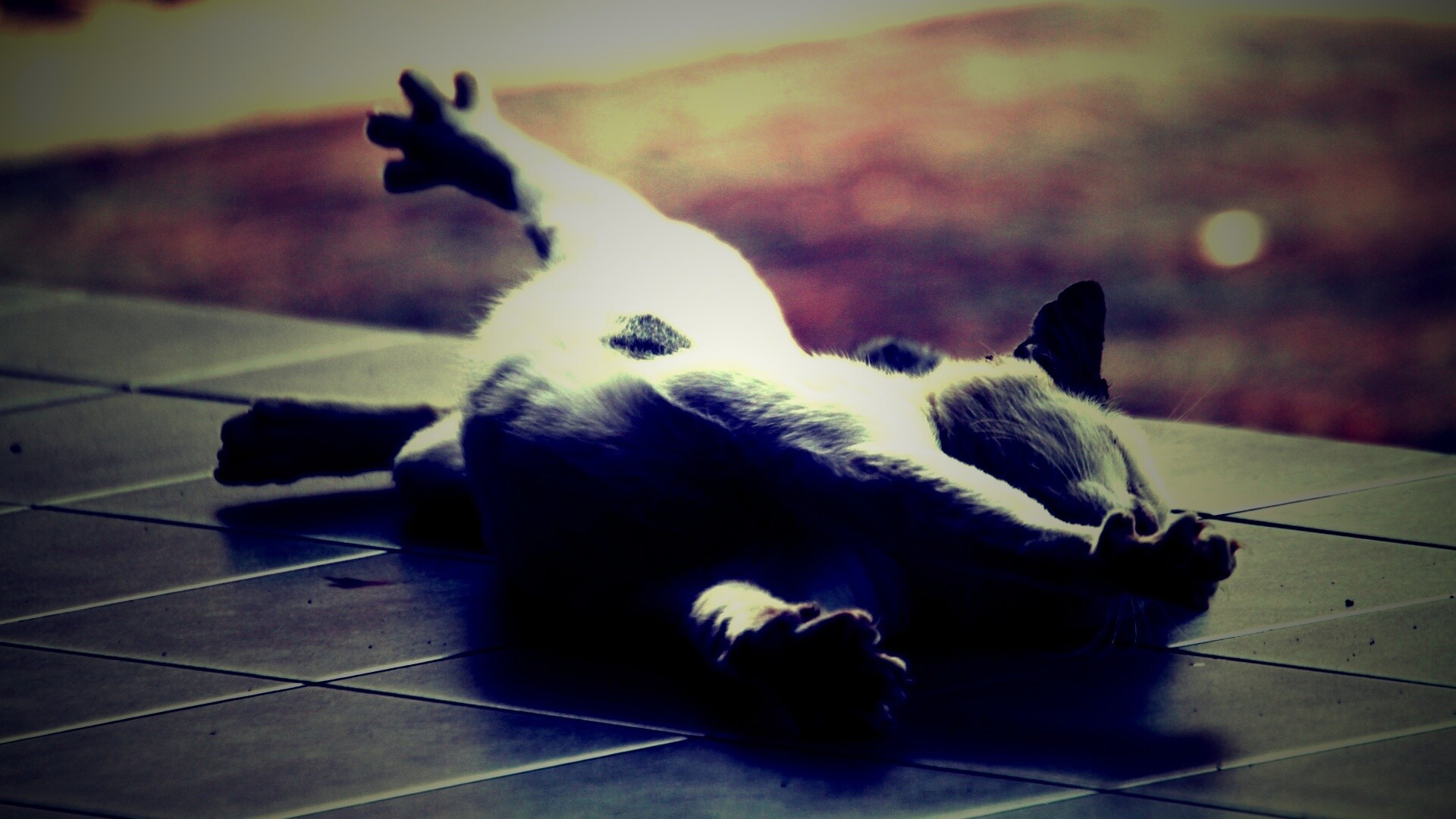 Потягивающаяся кошка обои