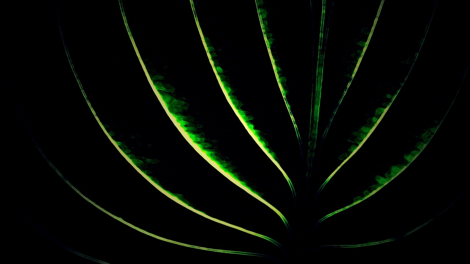 Неоновый лист обои