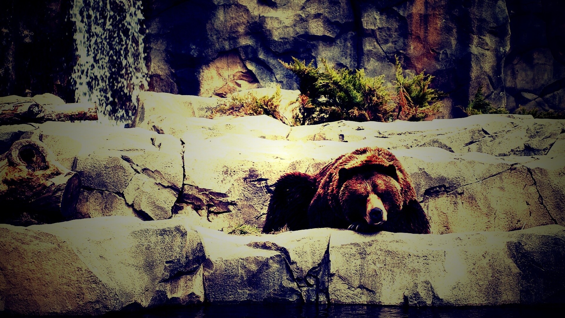 Медведь обои