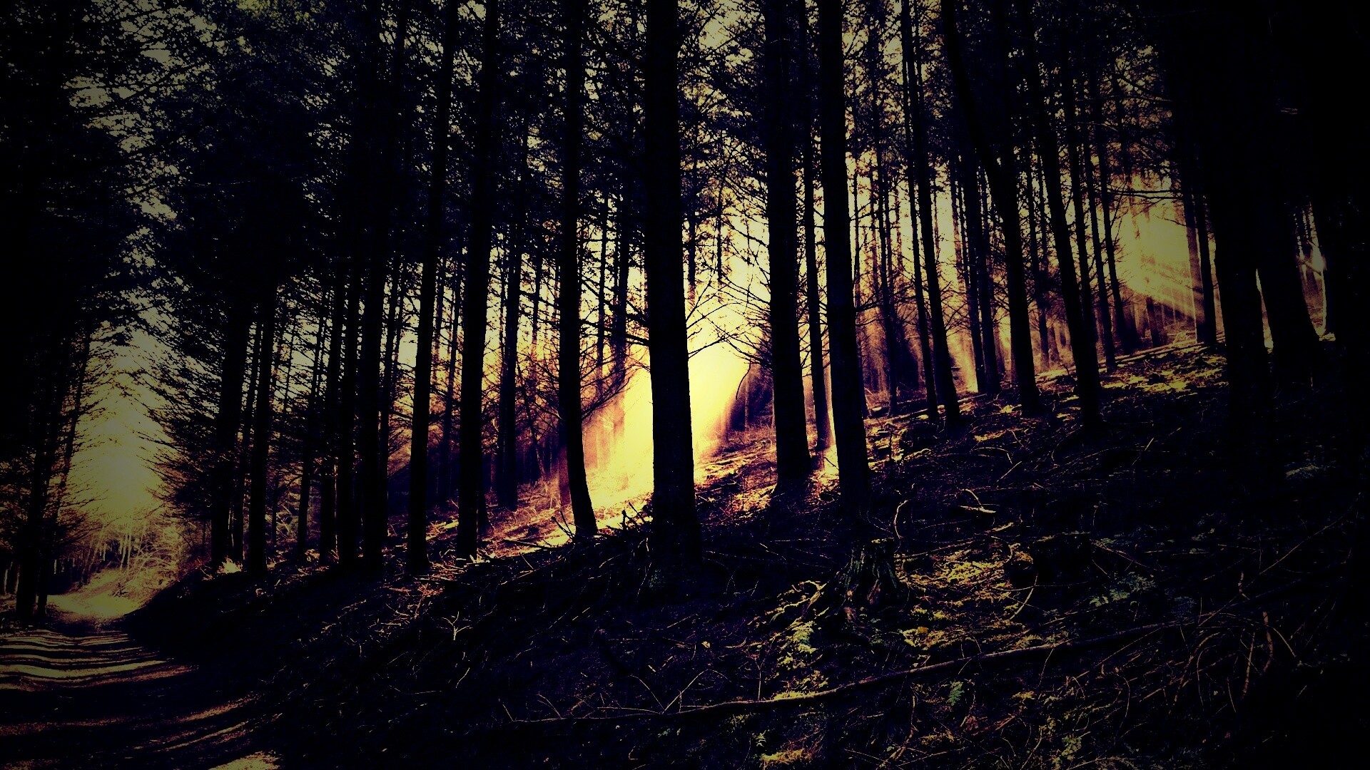 Лесная дорога обои