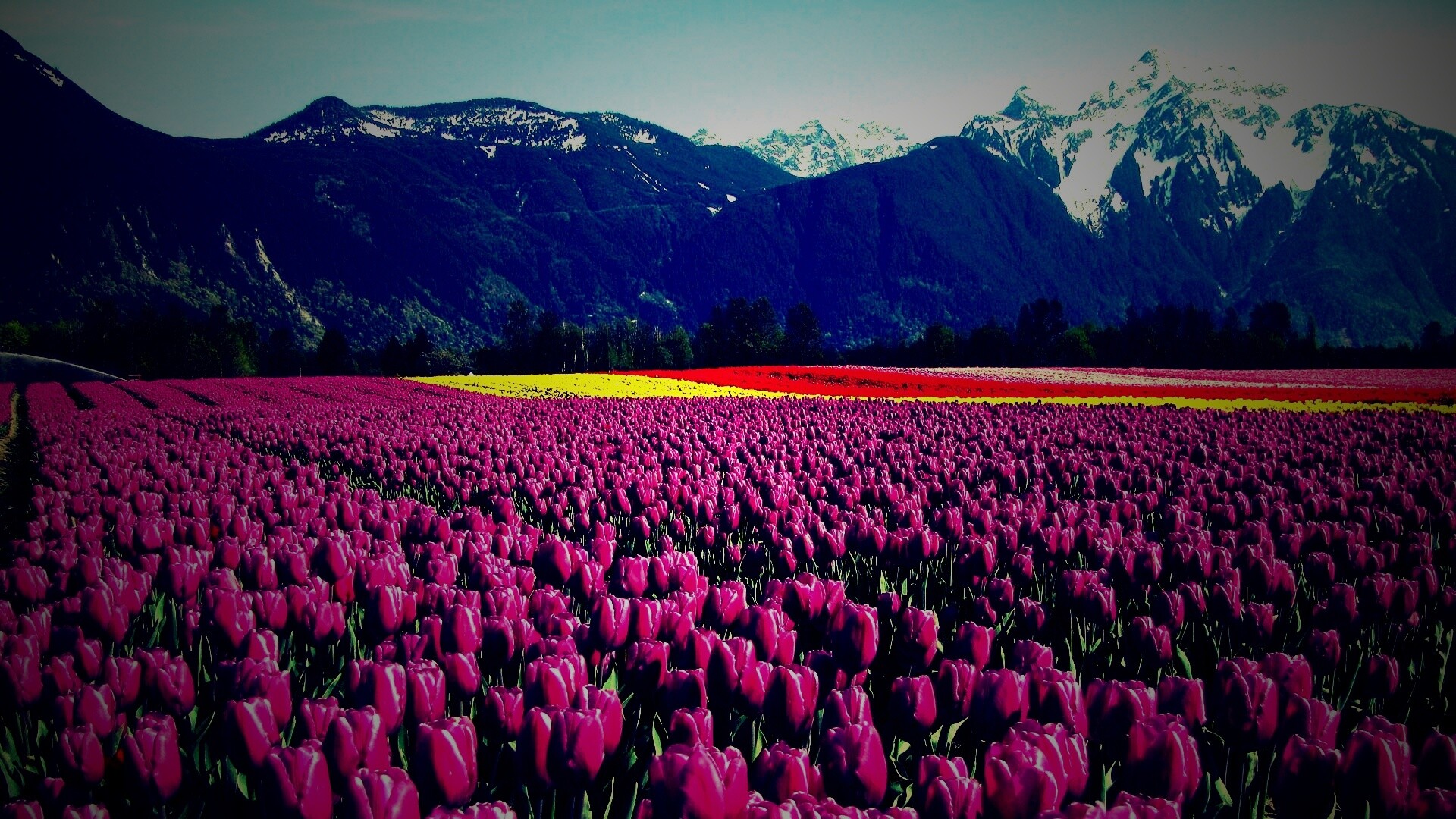 Поле тюльпанов обои