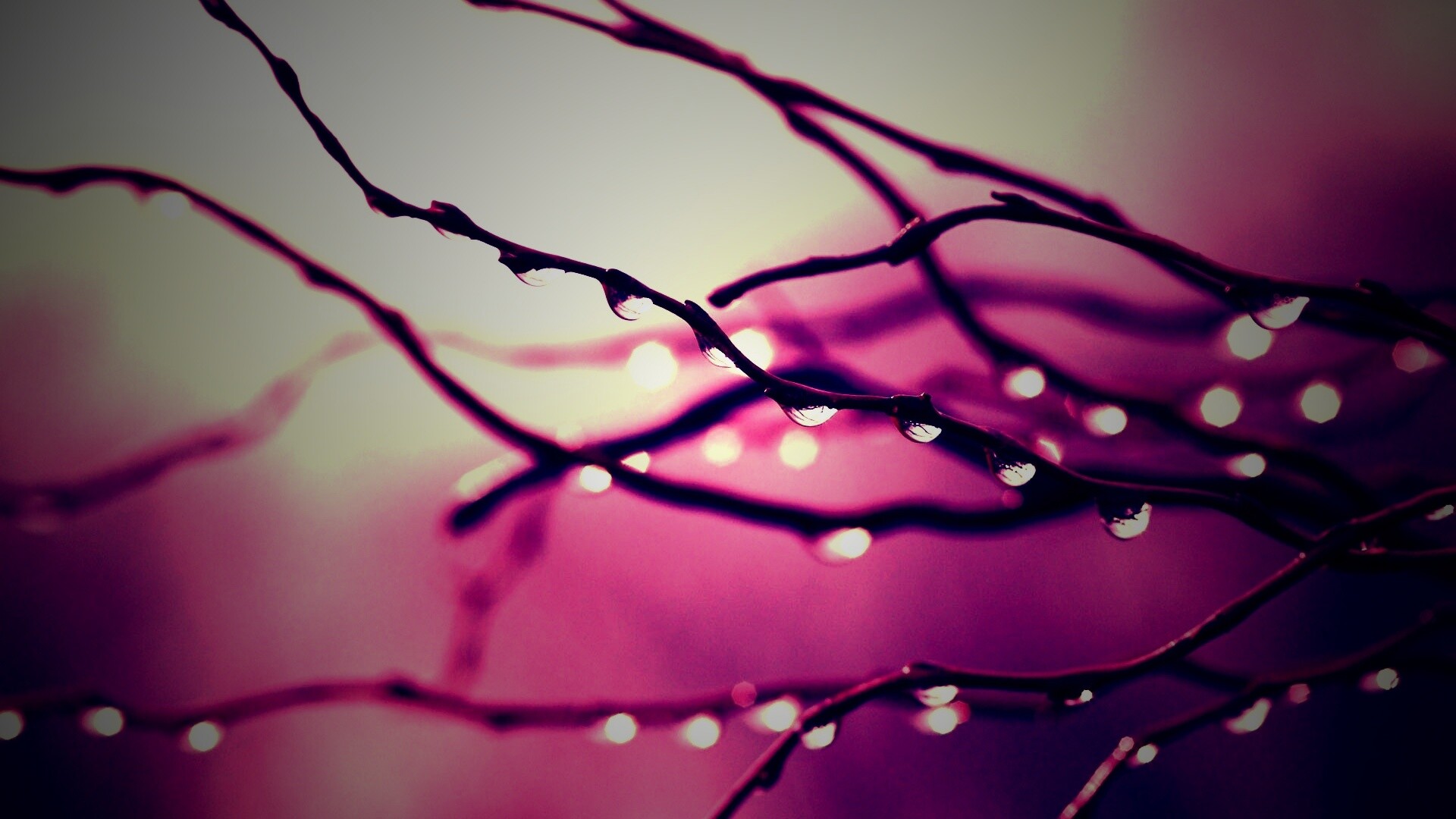 Капли на ветке обои