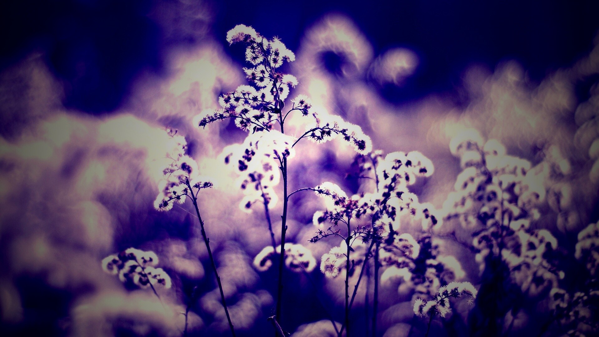 Сиреневые цветы обои