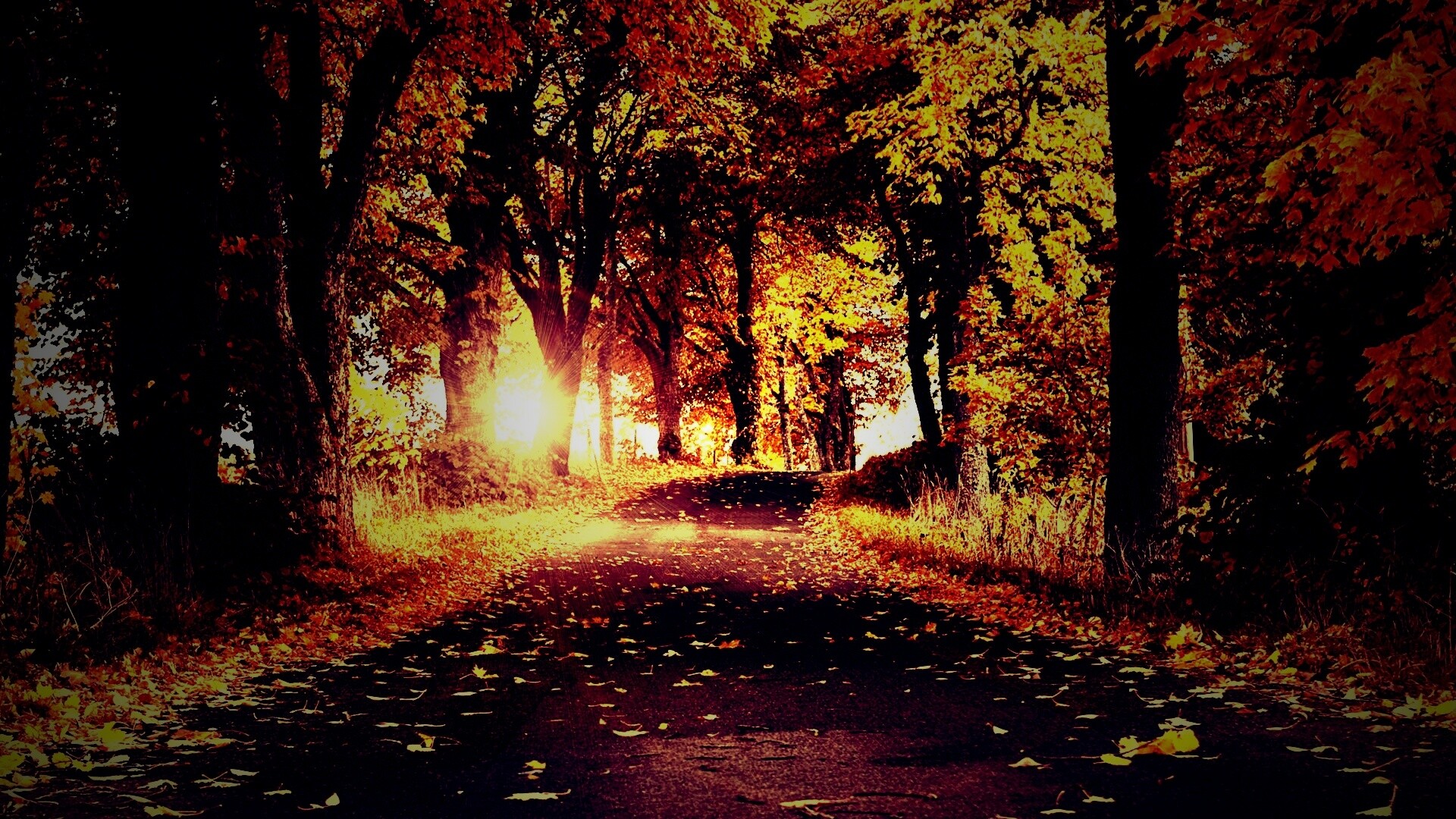 Дорога в осеннем парке обои