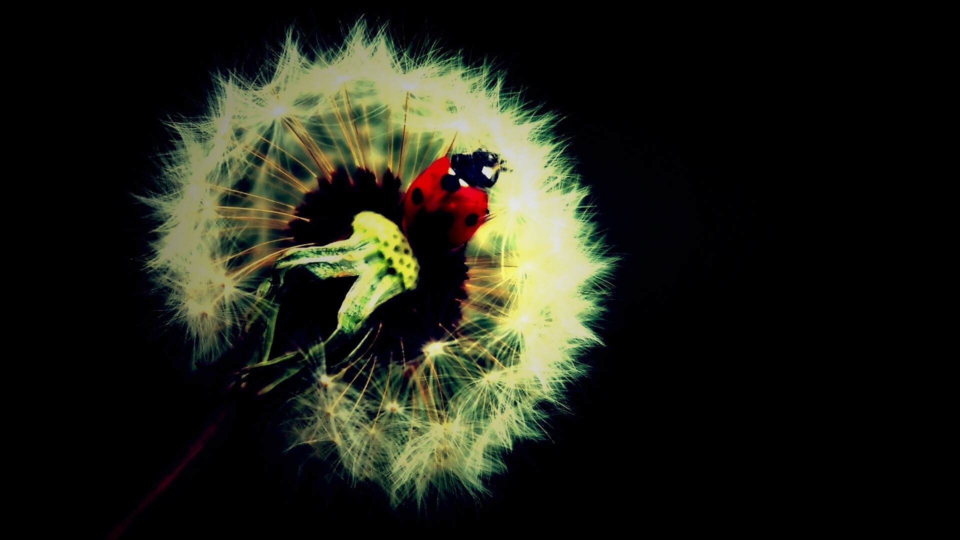 Божья коровка на одуванчике обои
