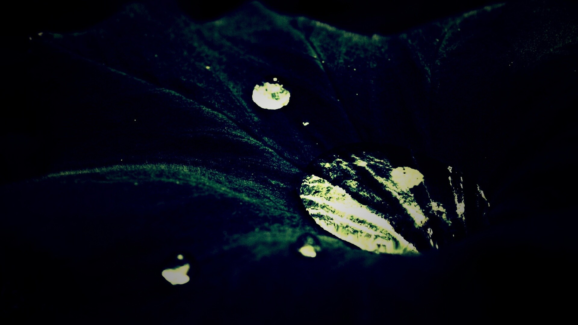 Капля в листе обои