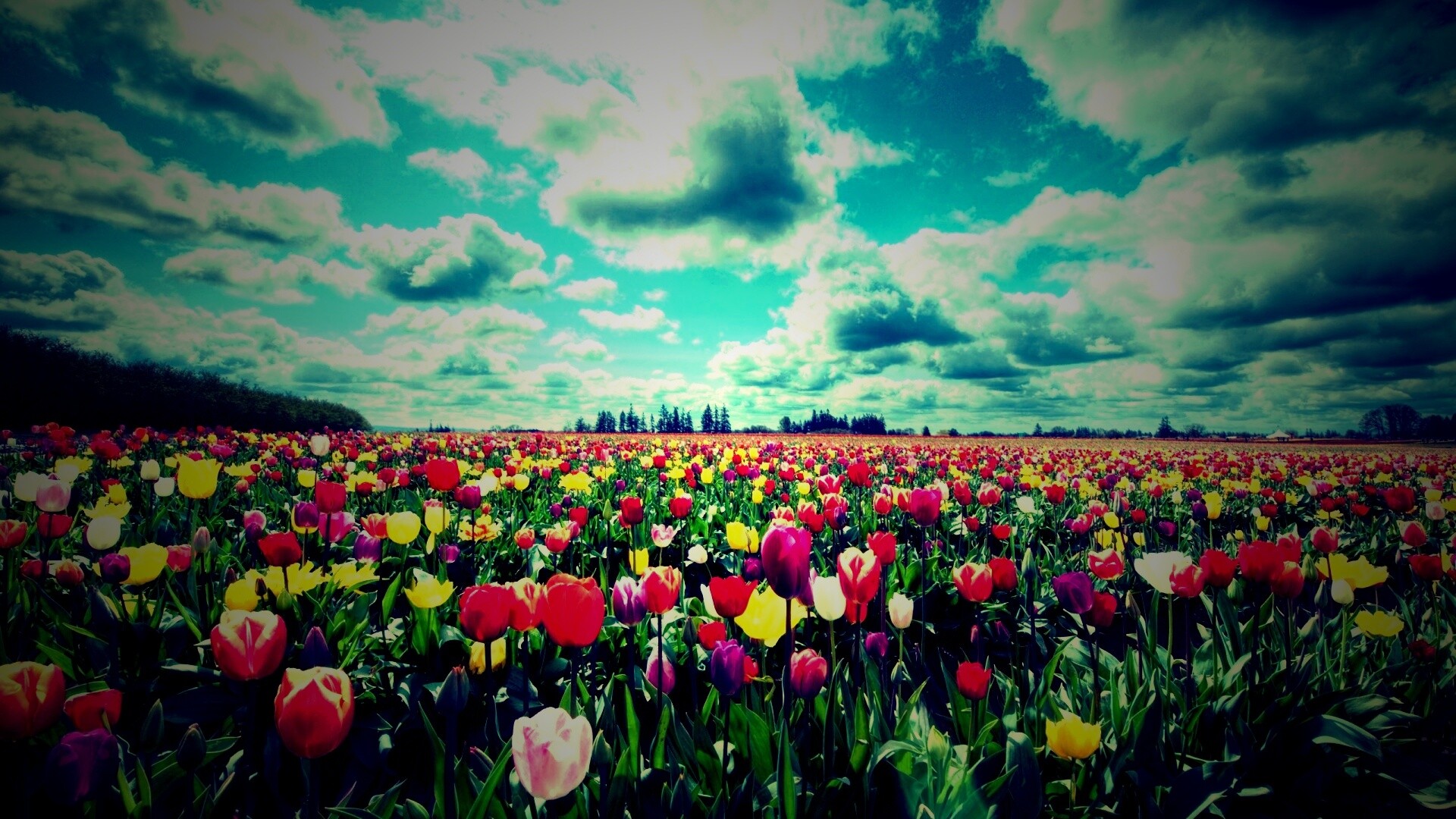 Поле тюльпанов обои