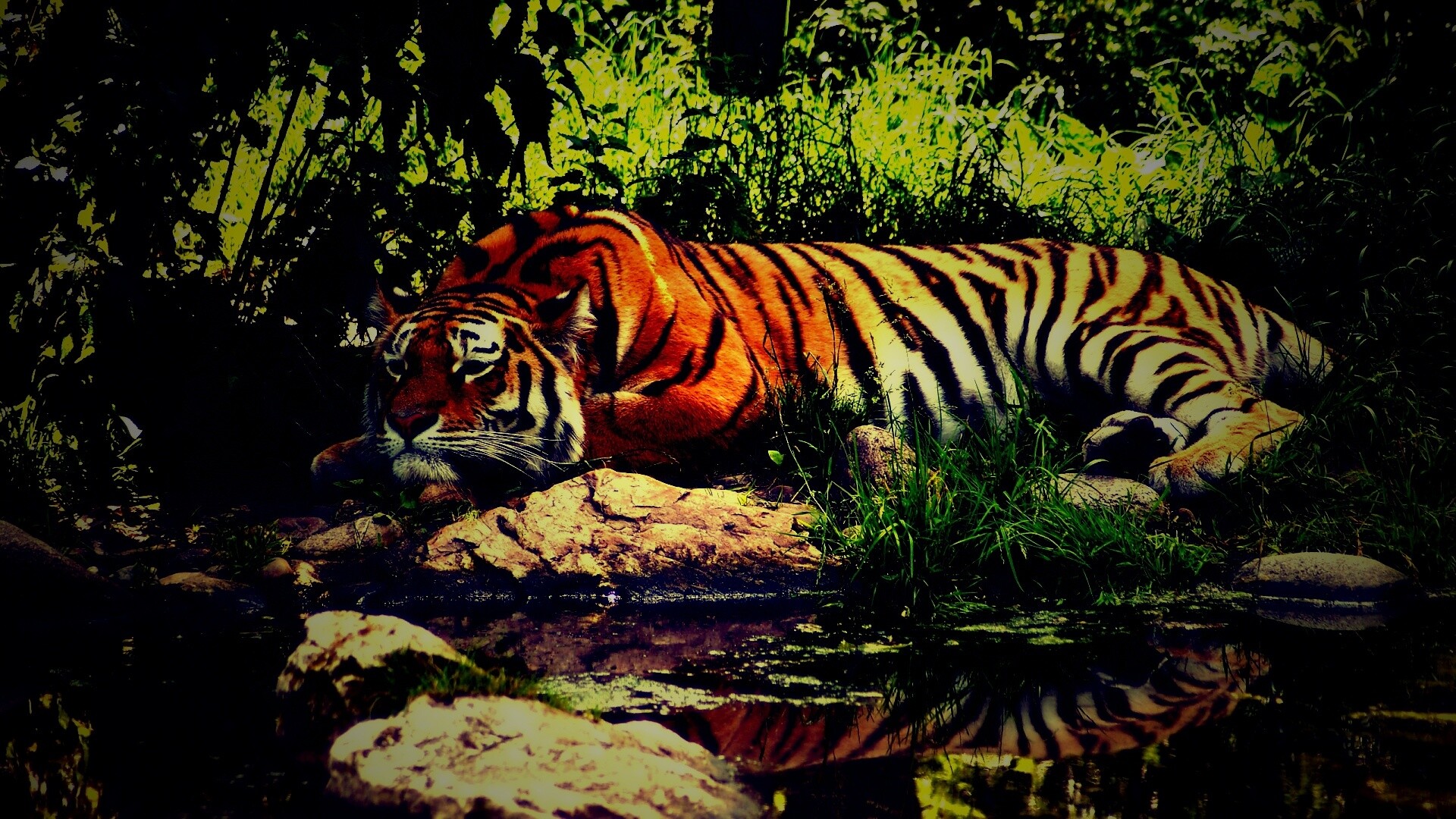 Тигр отдыхает обои