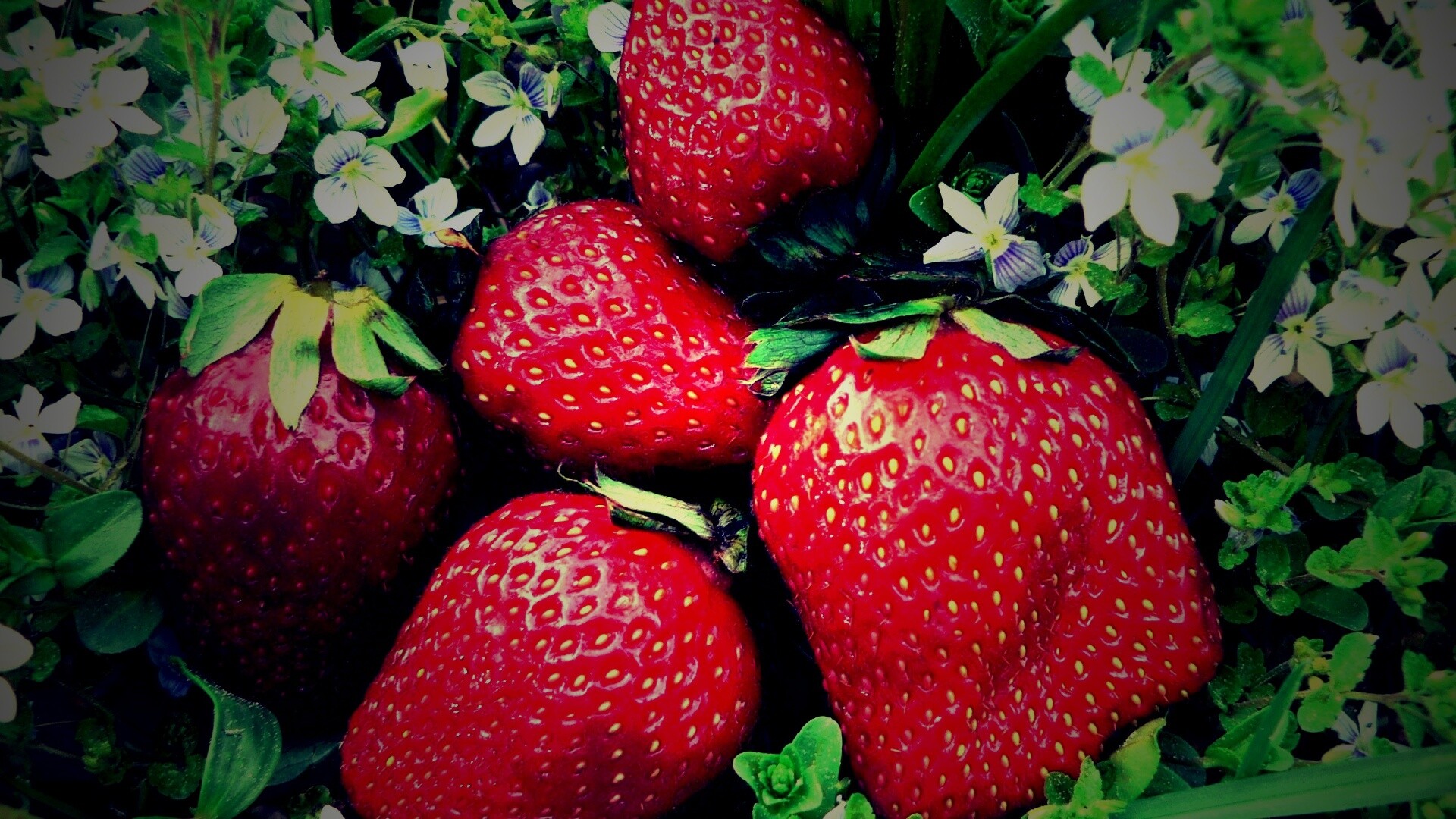 Клубника обои