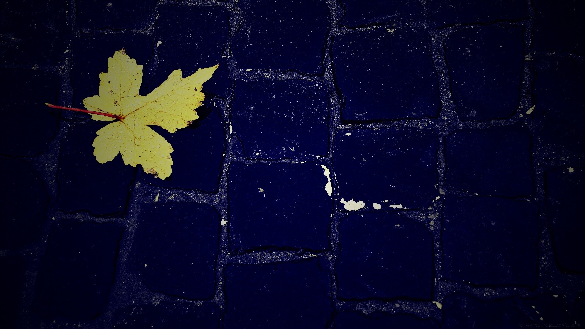 Упавший лист на мостовой обои