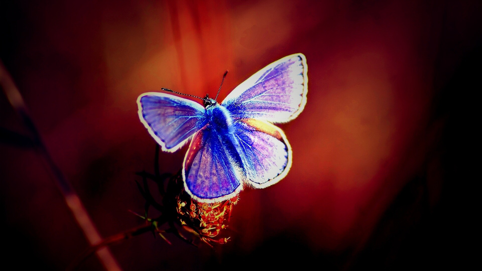 Бабочка с фиолетовыми крыльями обои