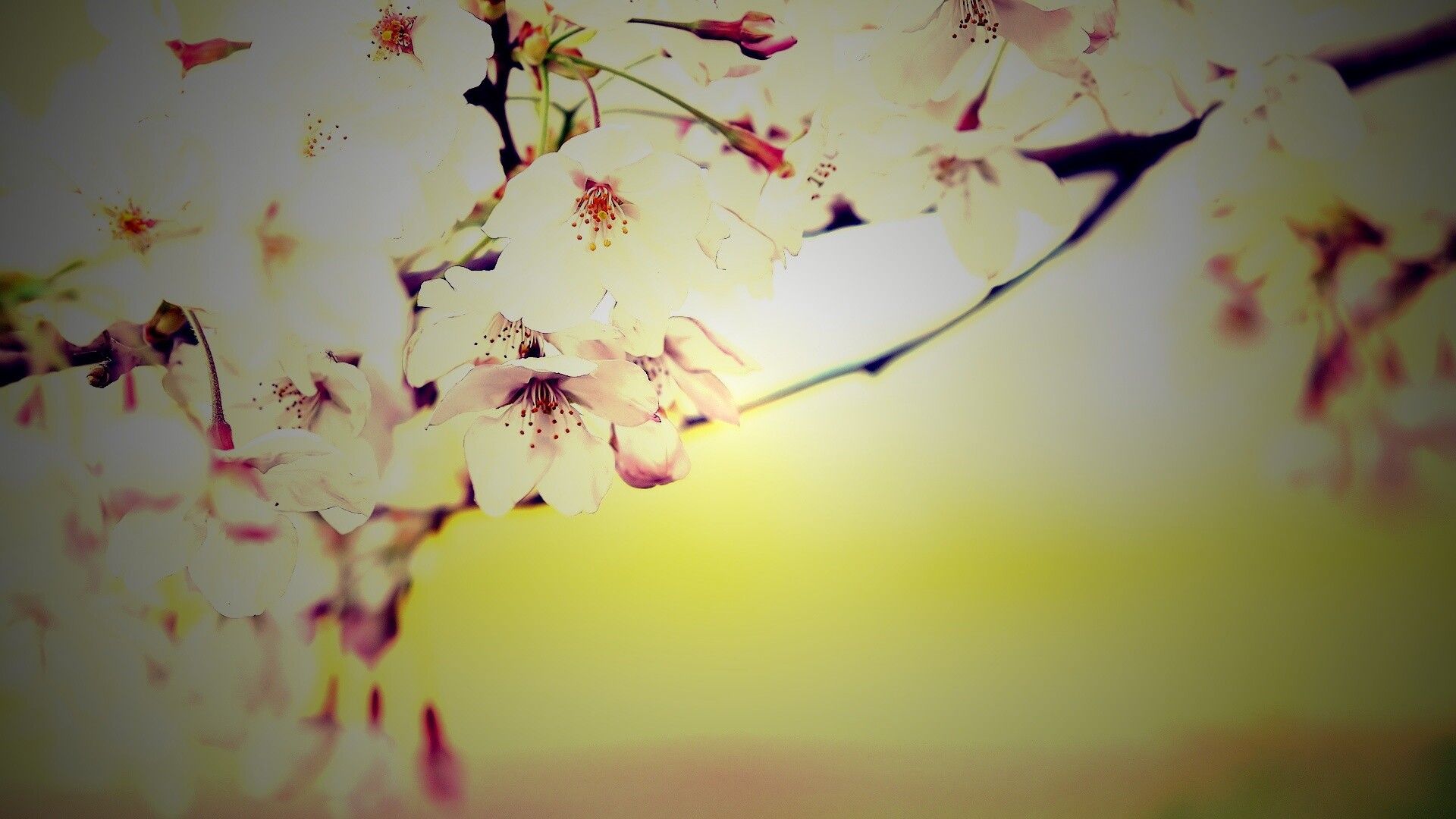 Цветение вишни обои