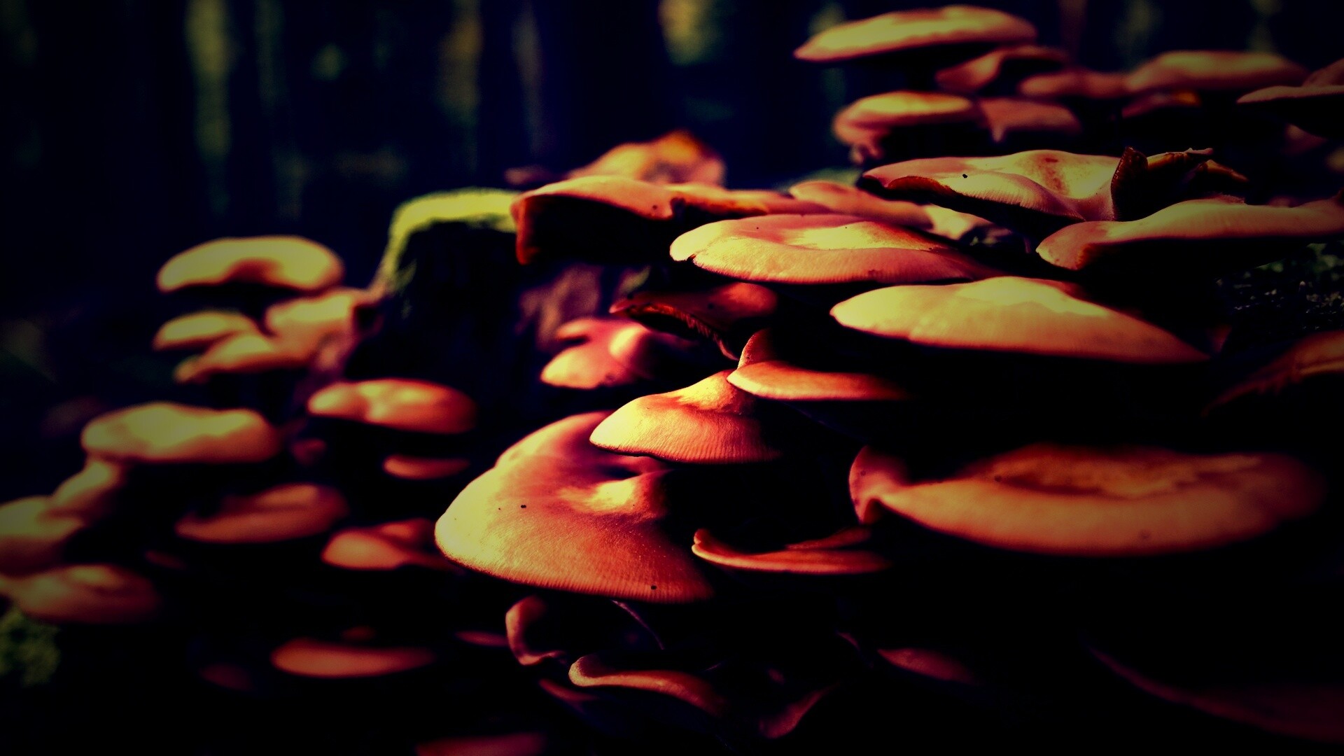 Лесные грибы на пне обои