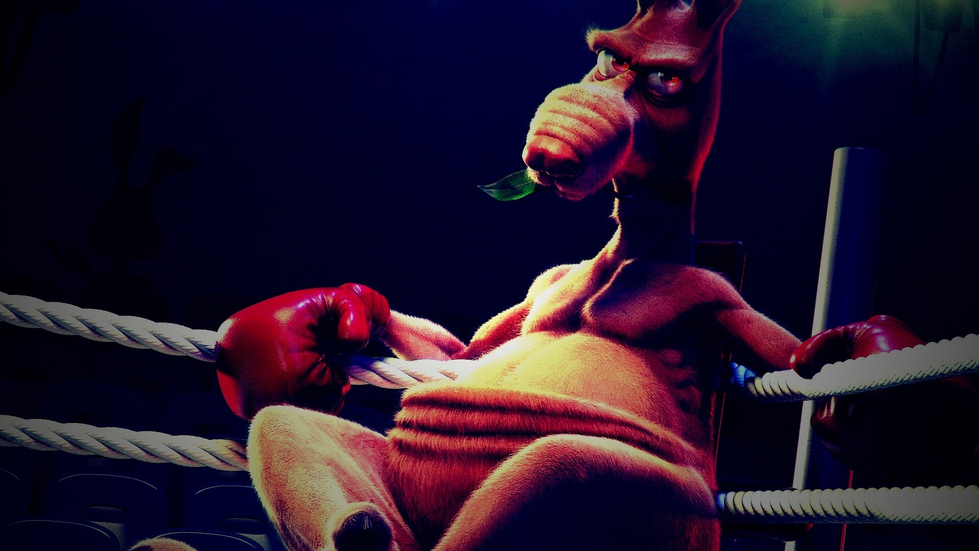 Кенгуру-боксер на ринге обои