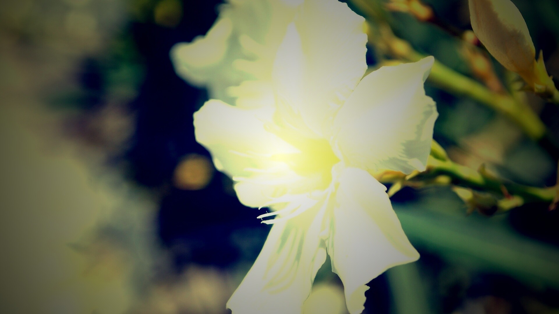 Эухарис, амазонская лилия обои