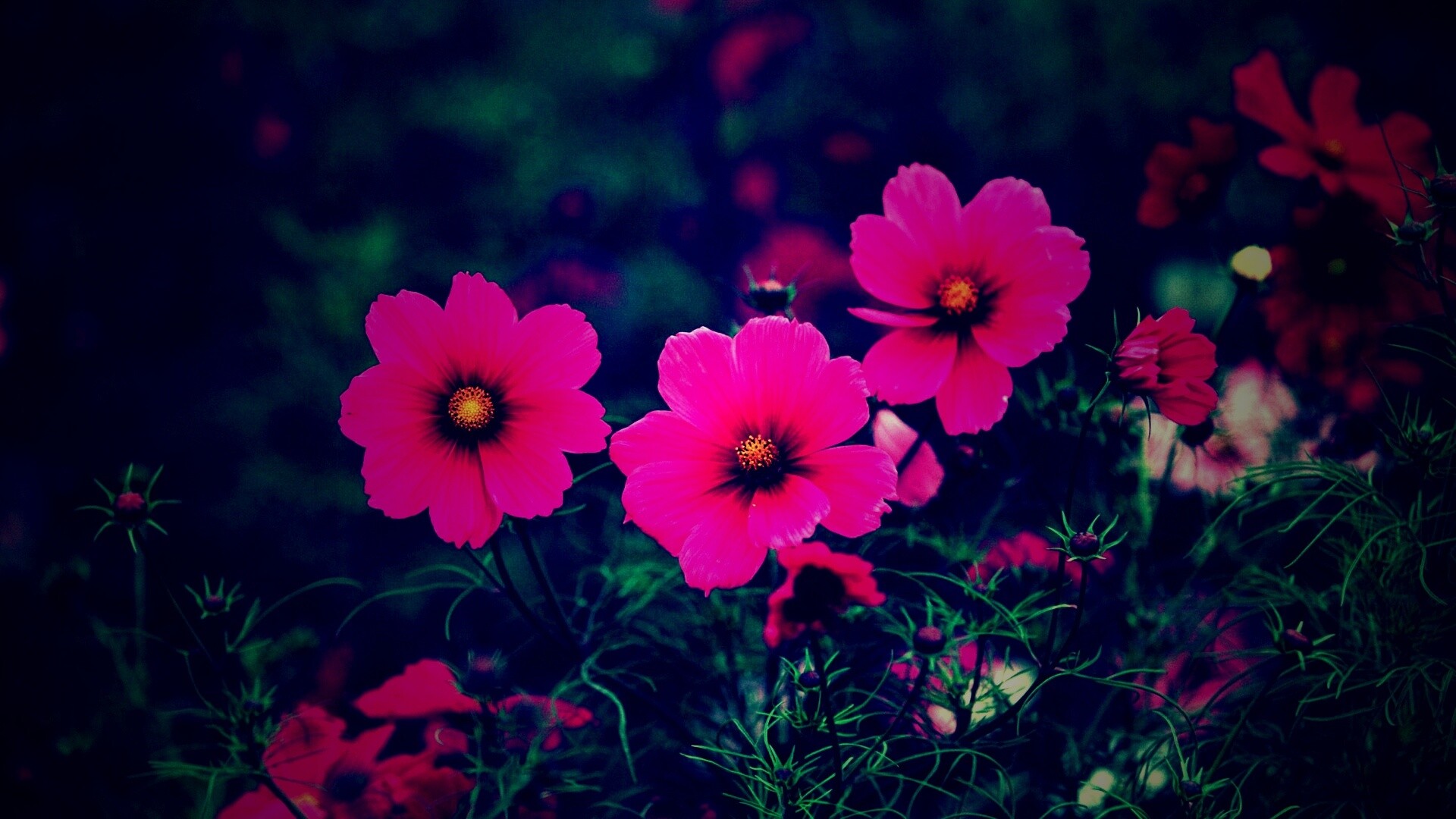 Яркие розовые цветы обои