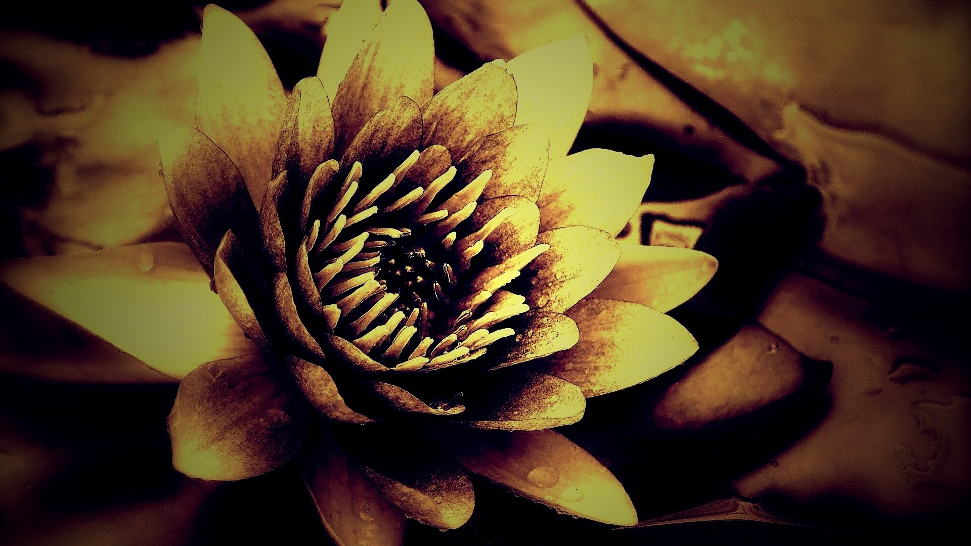 Кувшинка обои