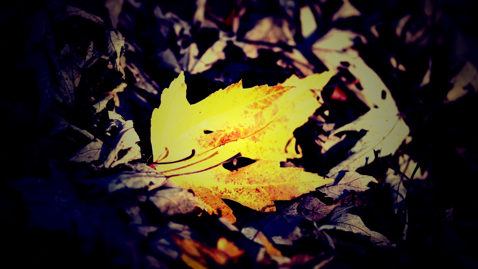 Мёртвая листва обои