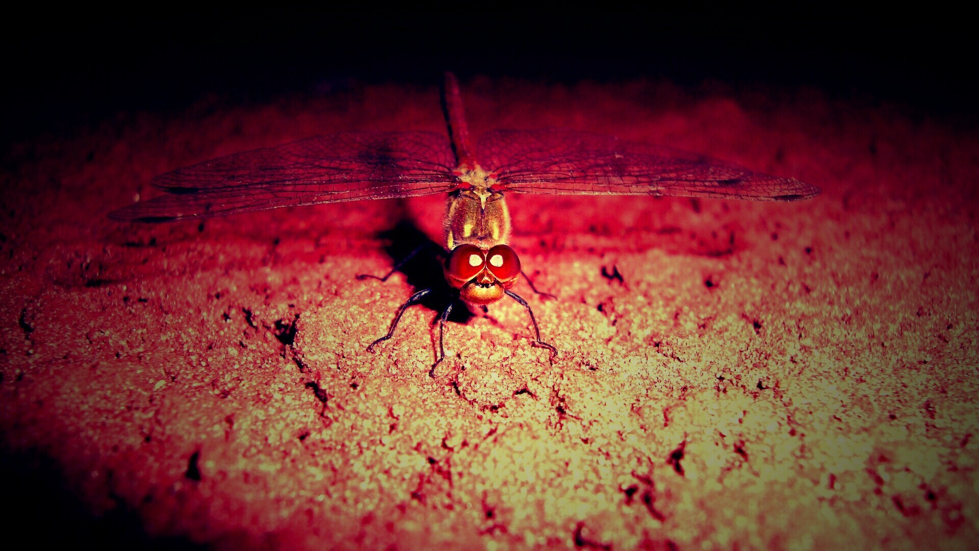 Стрекоза обои