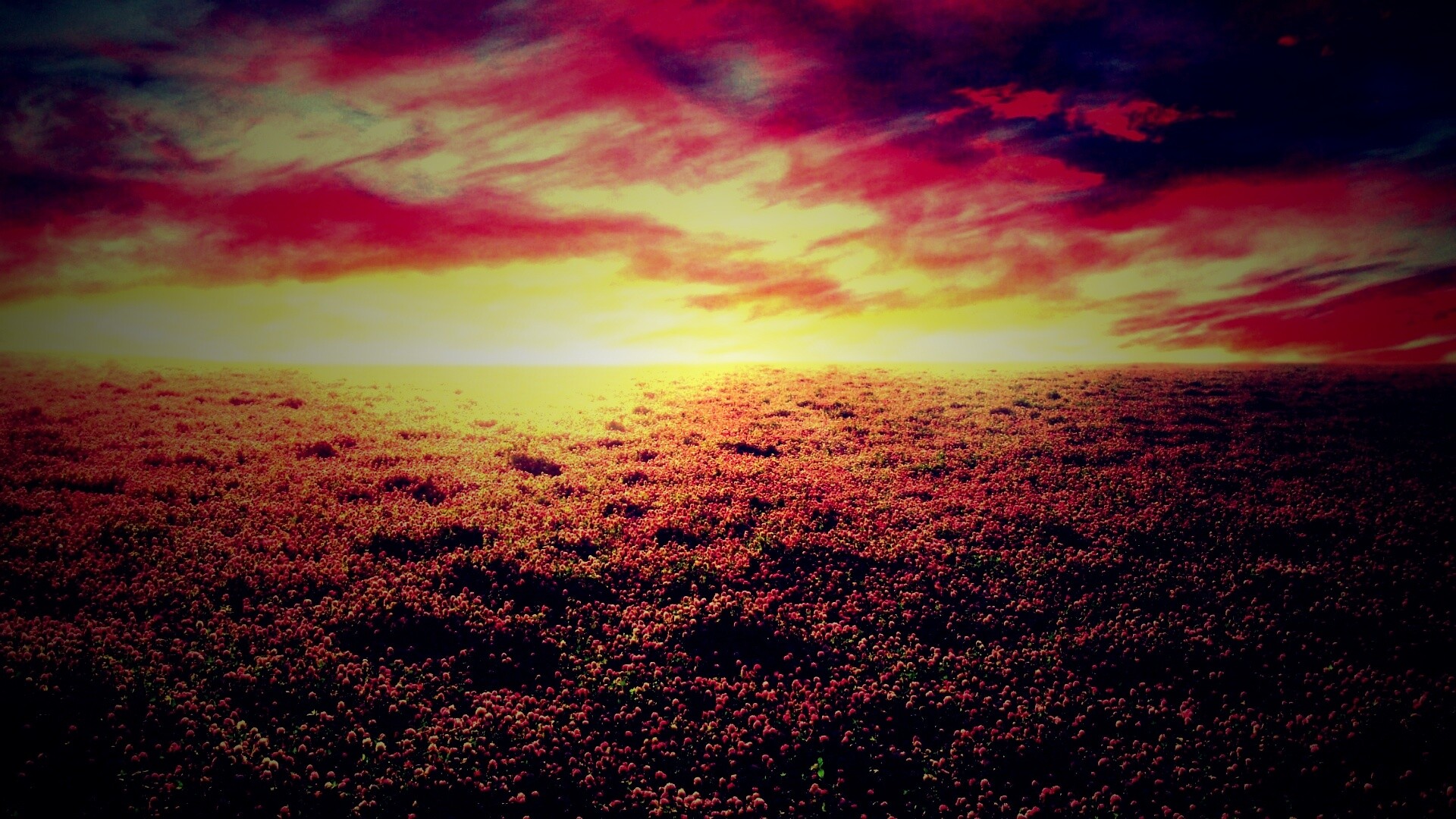 Закатное небо над цветочным полем обои