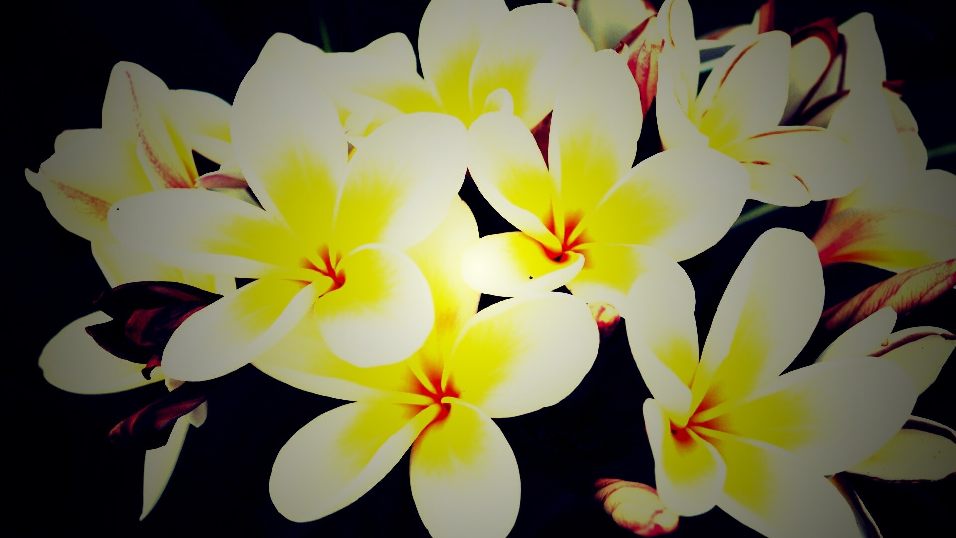 Прекрасные цветы обои