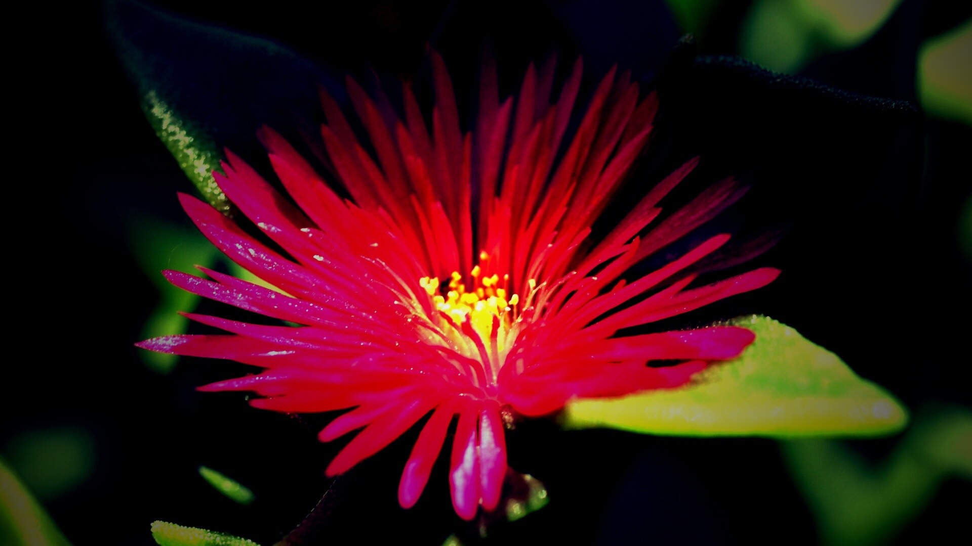 Чудесный цветок обои