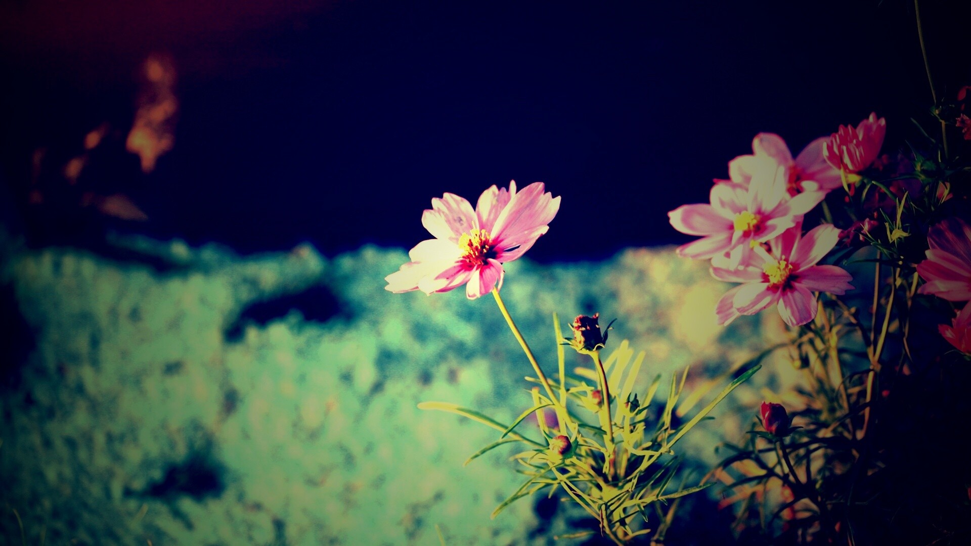 Полевой цветок обои