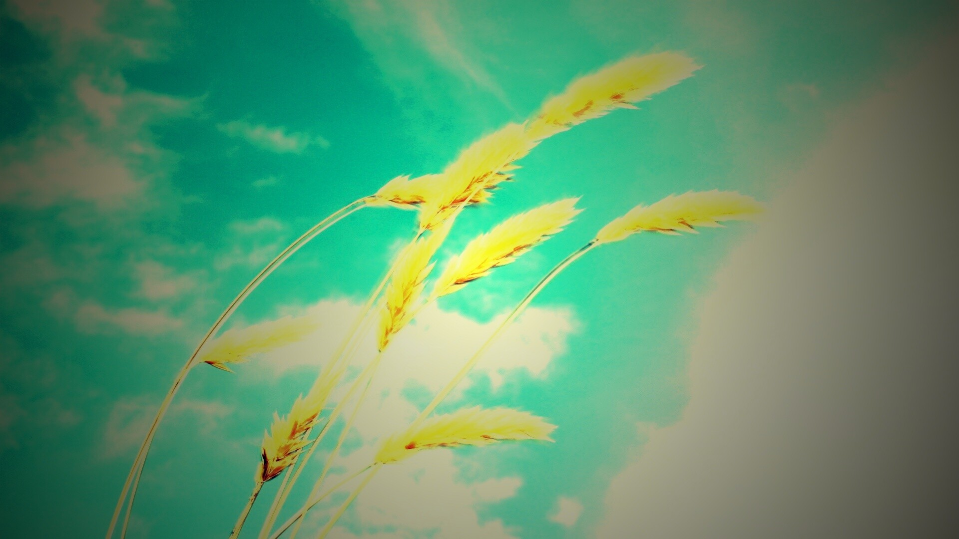 Колосья обои