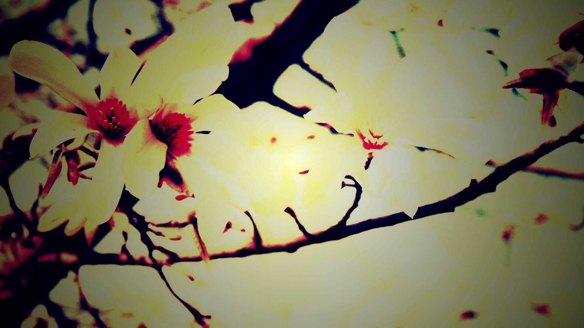 Цветы вишневого дерева обои