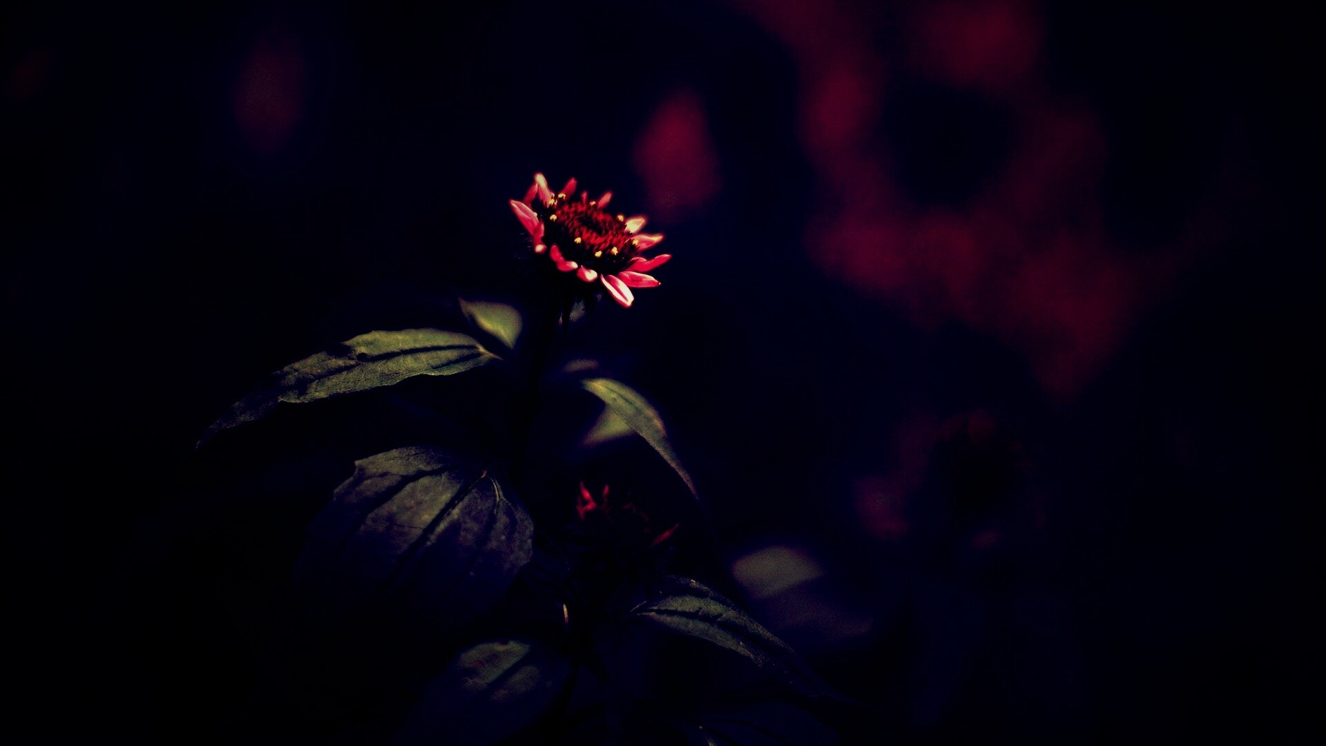 Фотография цветка обои